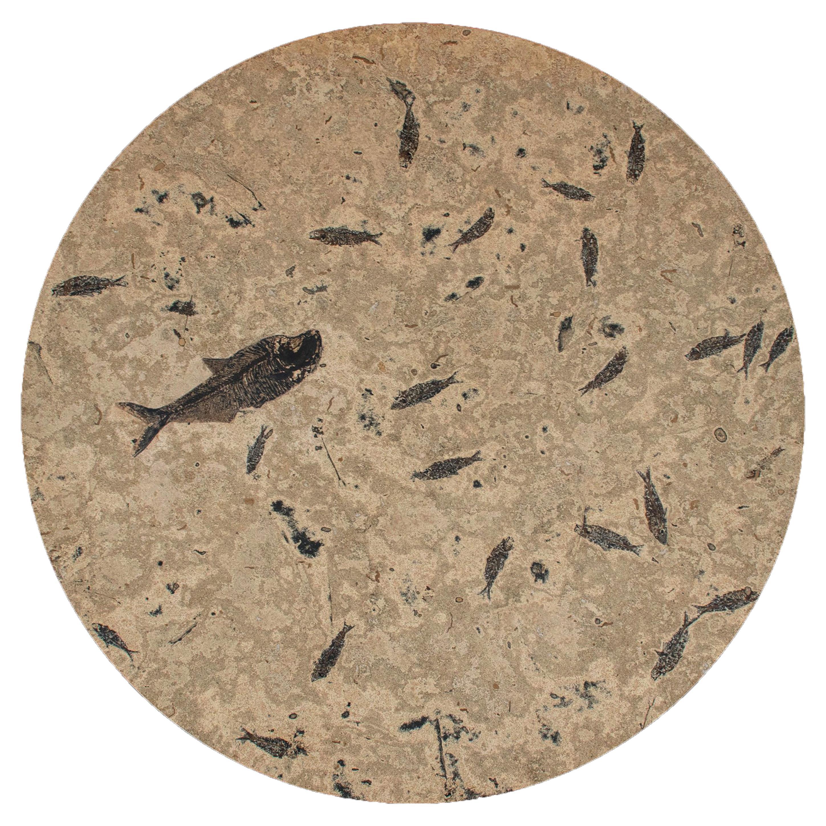 50 Million Year Old Fossil Fish Dining Table, Green River Formation, Wyoming