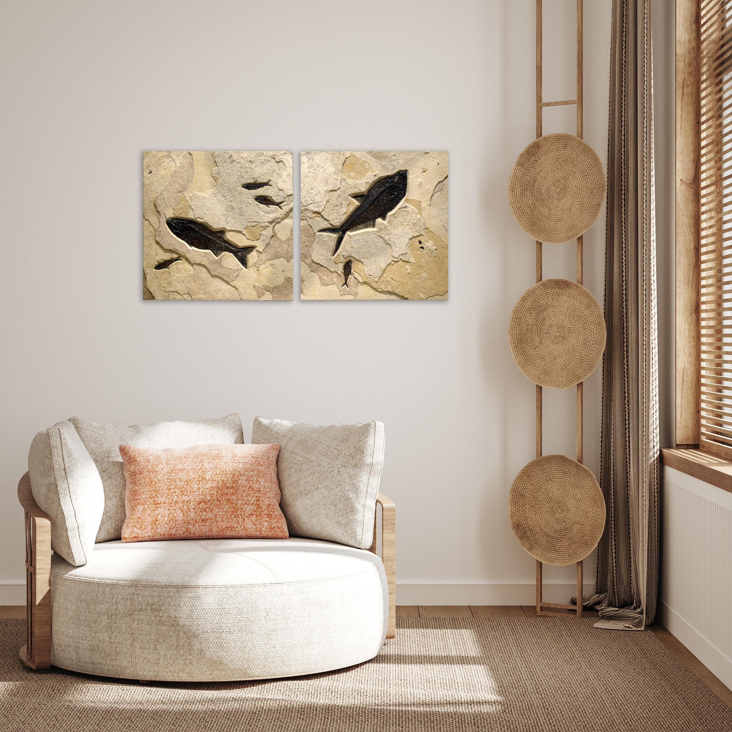Immerse yourself in the timeless beauty of natural history with our exquisite collection of luxury fossil art. Showcasing breathtaking natural specimens from the legendary Green River Formation in Wyoming, each piece crafted by Green River Fossil