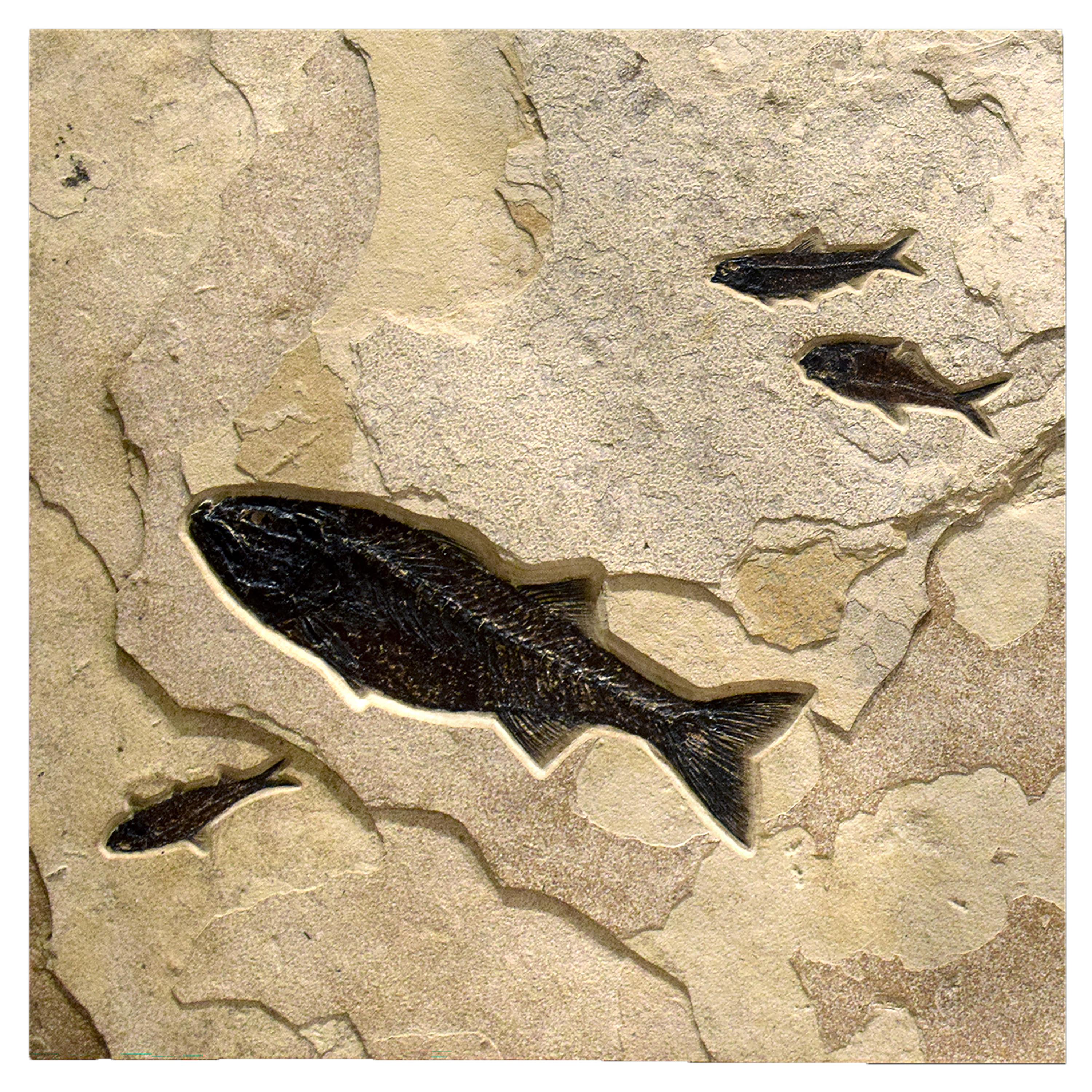 American 50 Million Year Old Fossil Fish Diptych from the Green River Formation, Wyoming