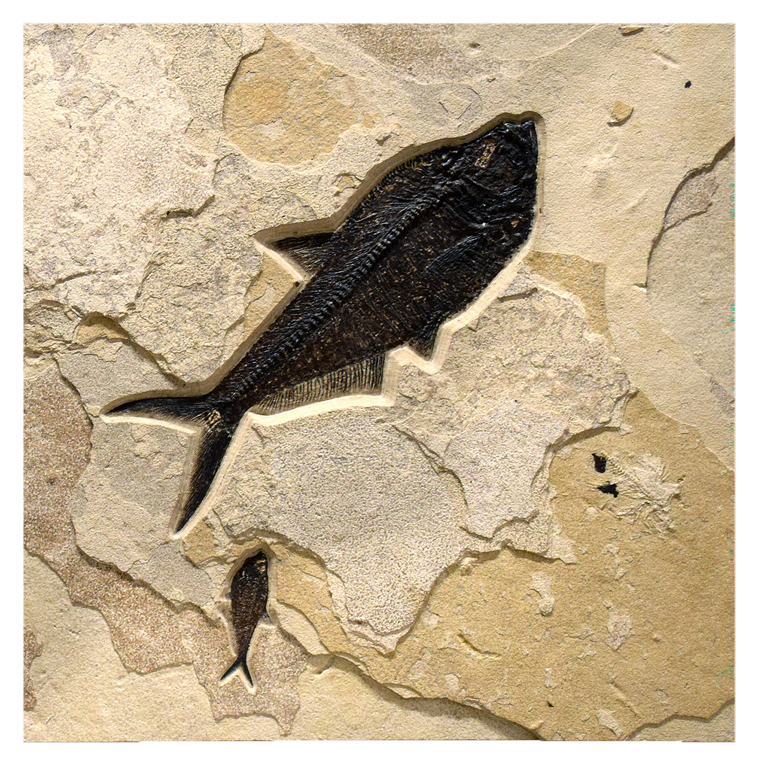 50 Million Year Old Fossil Fish Diptych from the Green River Formation, Wyoming In New Condition In Logan, UT