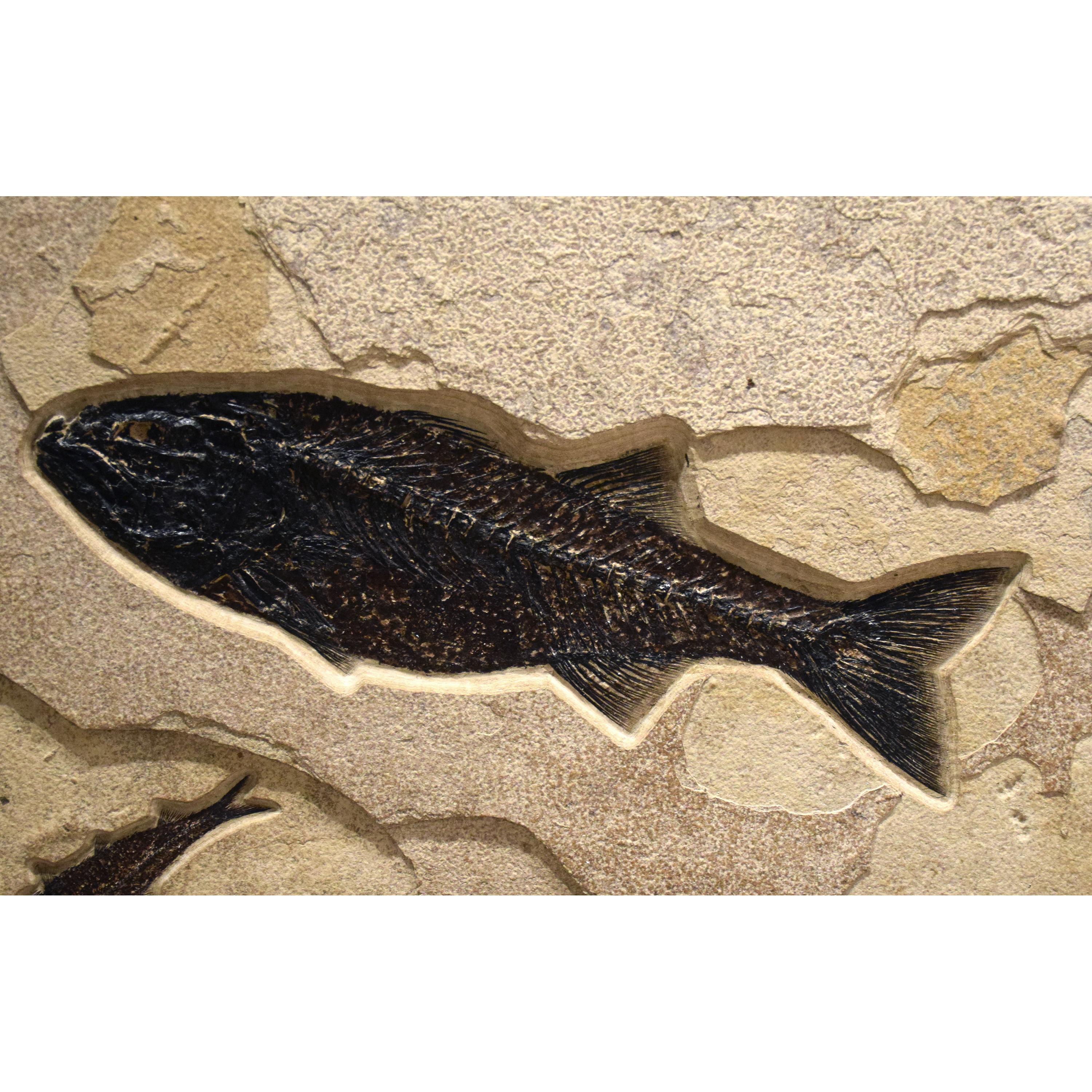 Contemporary 50 Million Year Old Fossil Fish Diptych from the Green River Formation, Wyoming