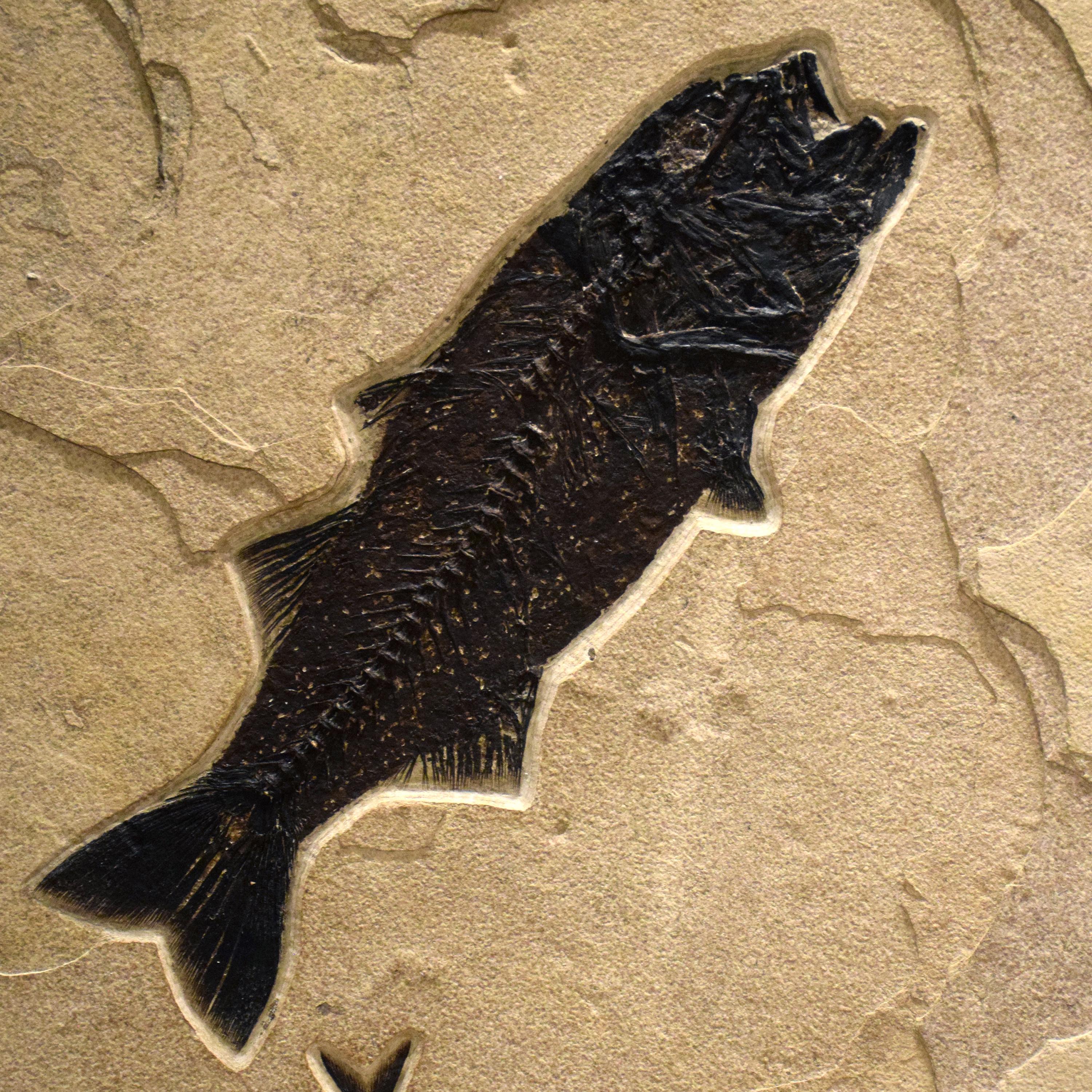 Díptico de peces fósiles de 50 millones de años de la Formación Green River, Wyoming Siglo XXI y contemporáneo