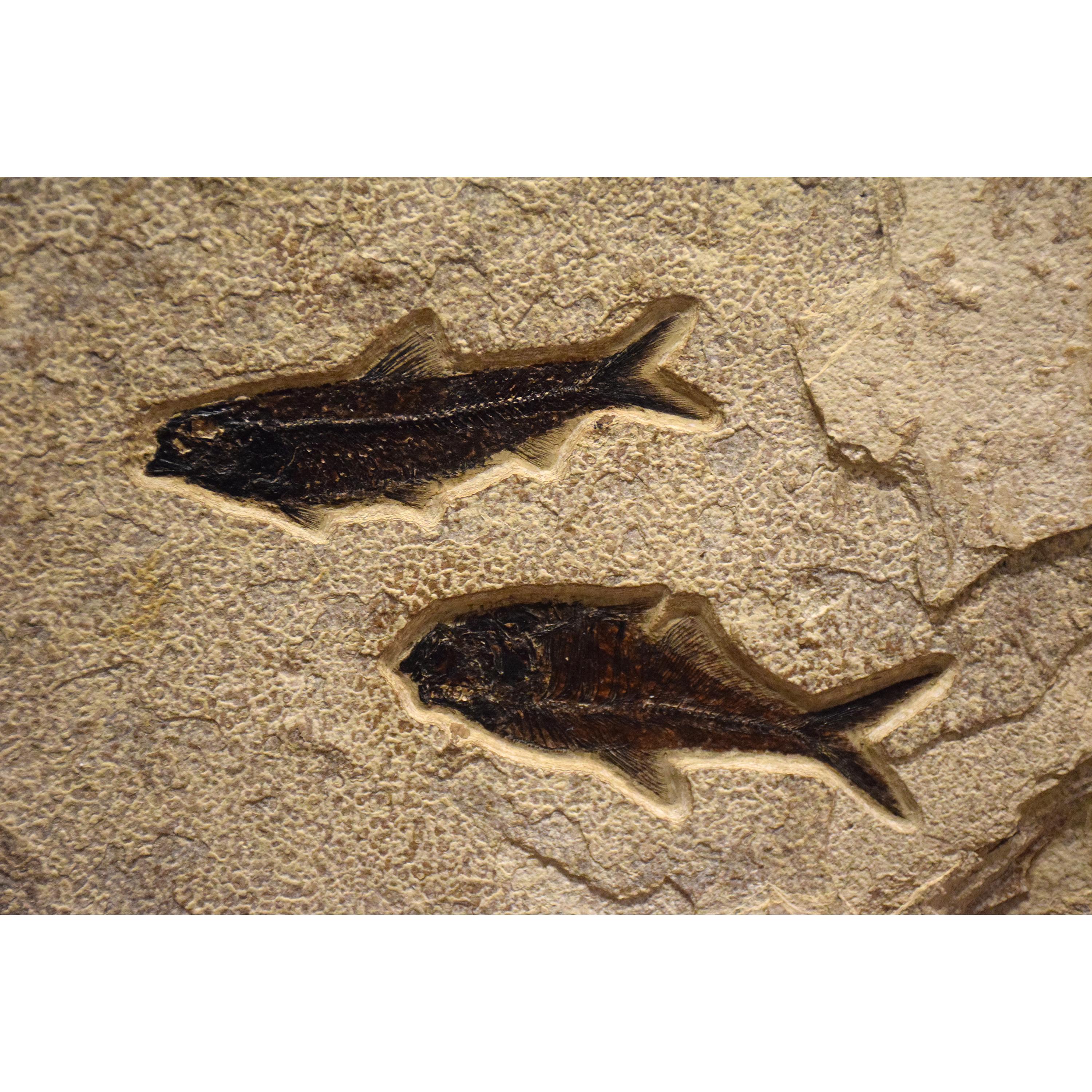 Organic Material 50 Million Year Old Fossil Fish Diptych from the Green River Formation, Wyoming