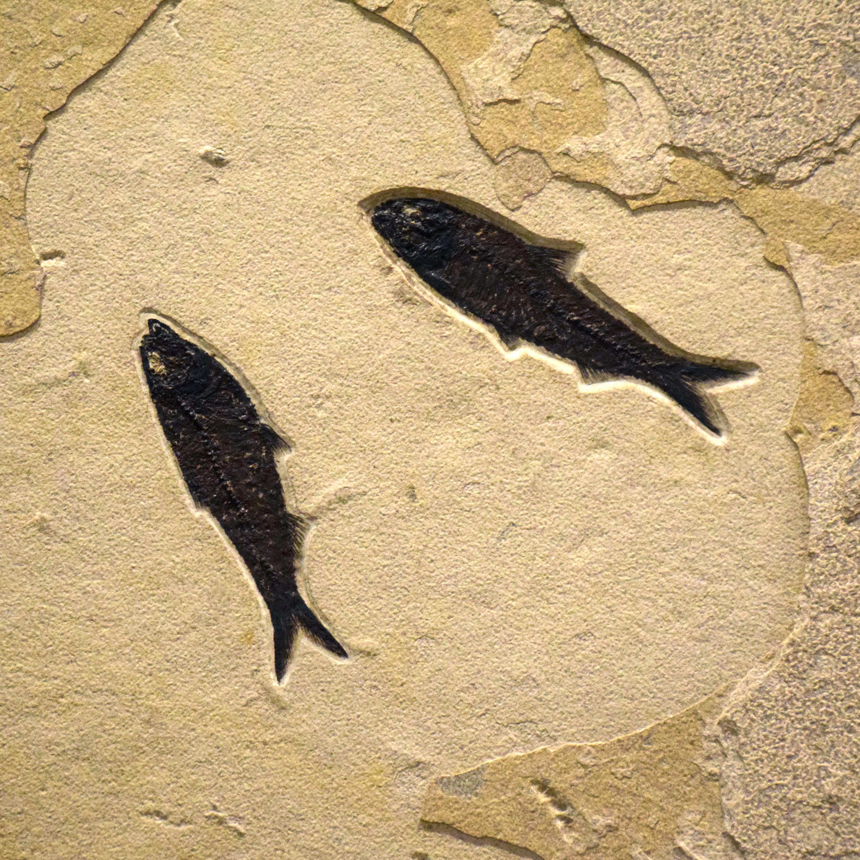 Díptico de peces fósiles de 50 millones de años de la Formación Green River, Wyoming Material orgánico