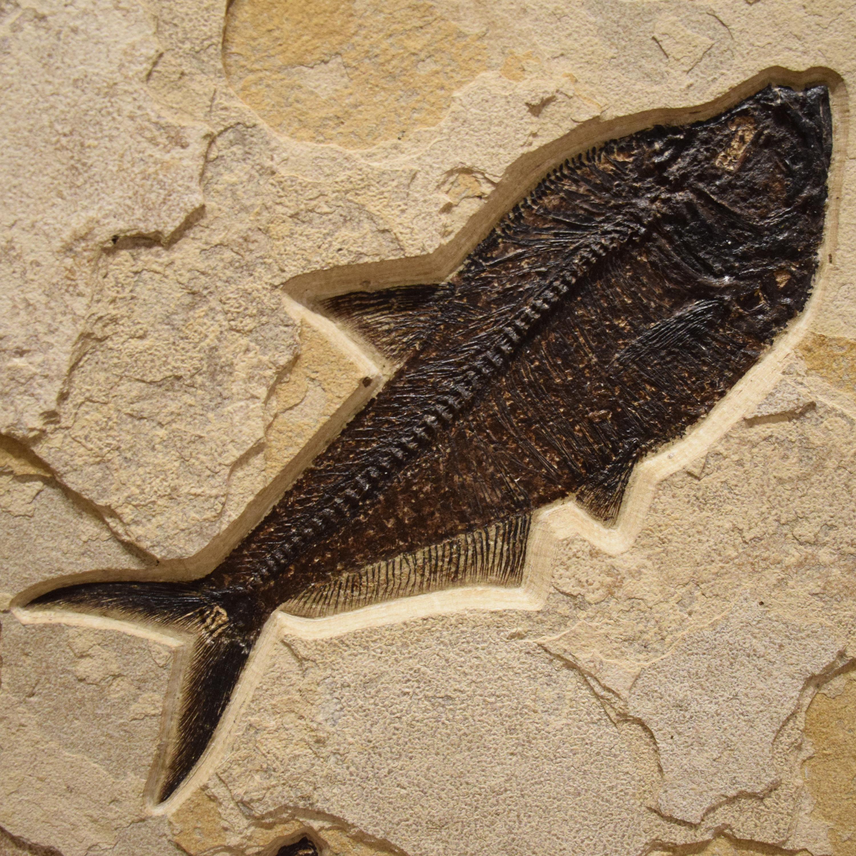 50 Million Year Old Fossil Fish Diptych from the Green River Formation, Wyoming 1