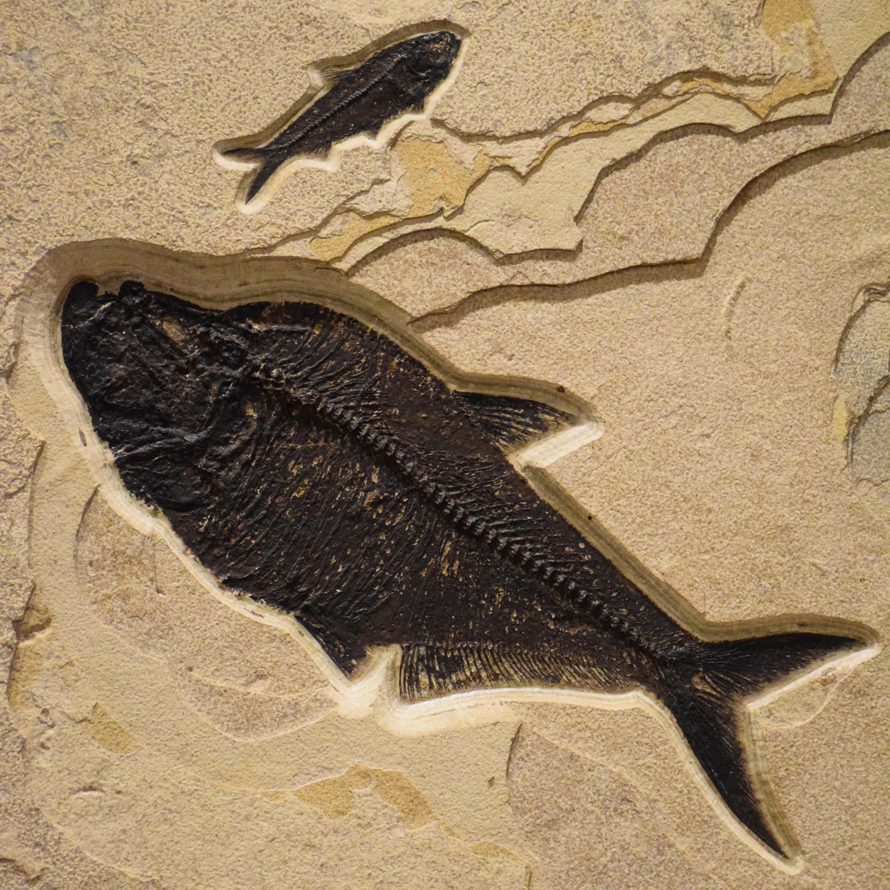 Díptico de peces fósiles de 50 millones de años de la Formación Green River, Wyoming 1