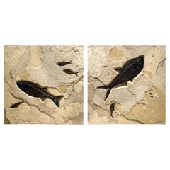 50 Million Year Old Fossil Fish Diptych from the Green River Formation, Wyoming