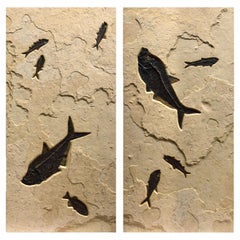 50 Million Year Old Fossil Fish Diptych from the Green River Formation, Wyoming