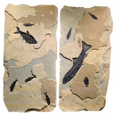 50 Million Year Old Fossil Fish Diptych from the Green River Formation, Wyoming