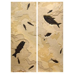 50 Million Year Old Fossil Fish Diptych from the Green River Formation, Wyoming
