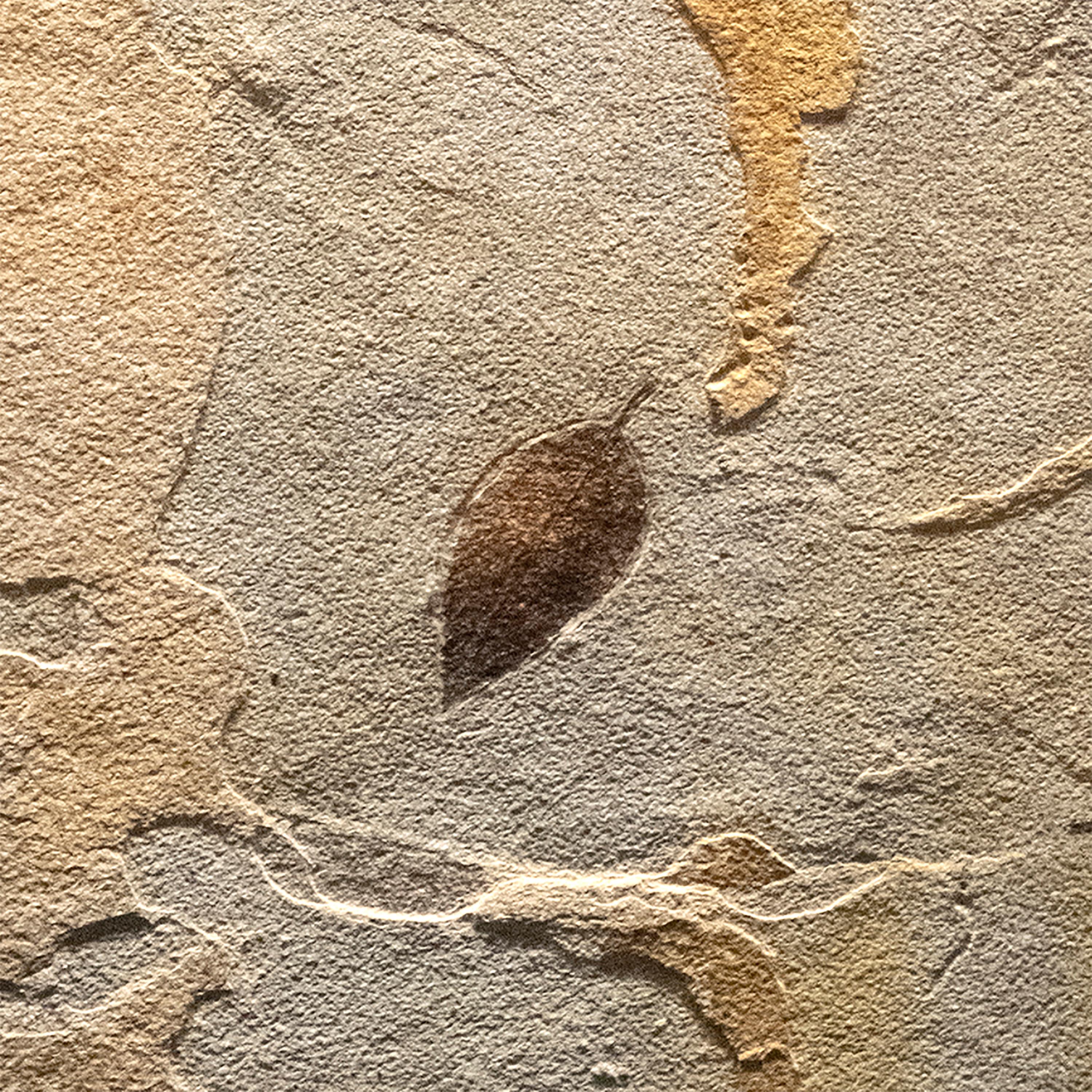 American 50 Million Year Old Fossil Leaf & Branch Diptych Mural in Stone, from Wyoming
