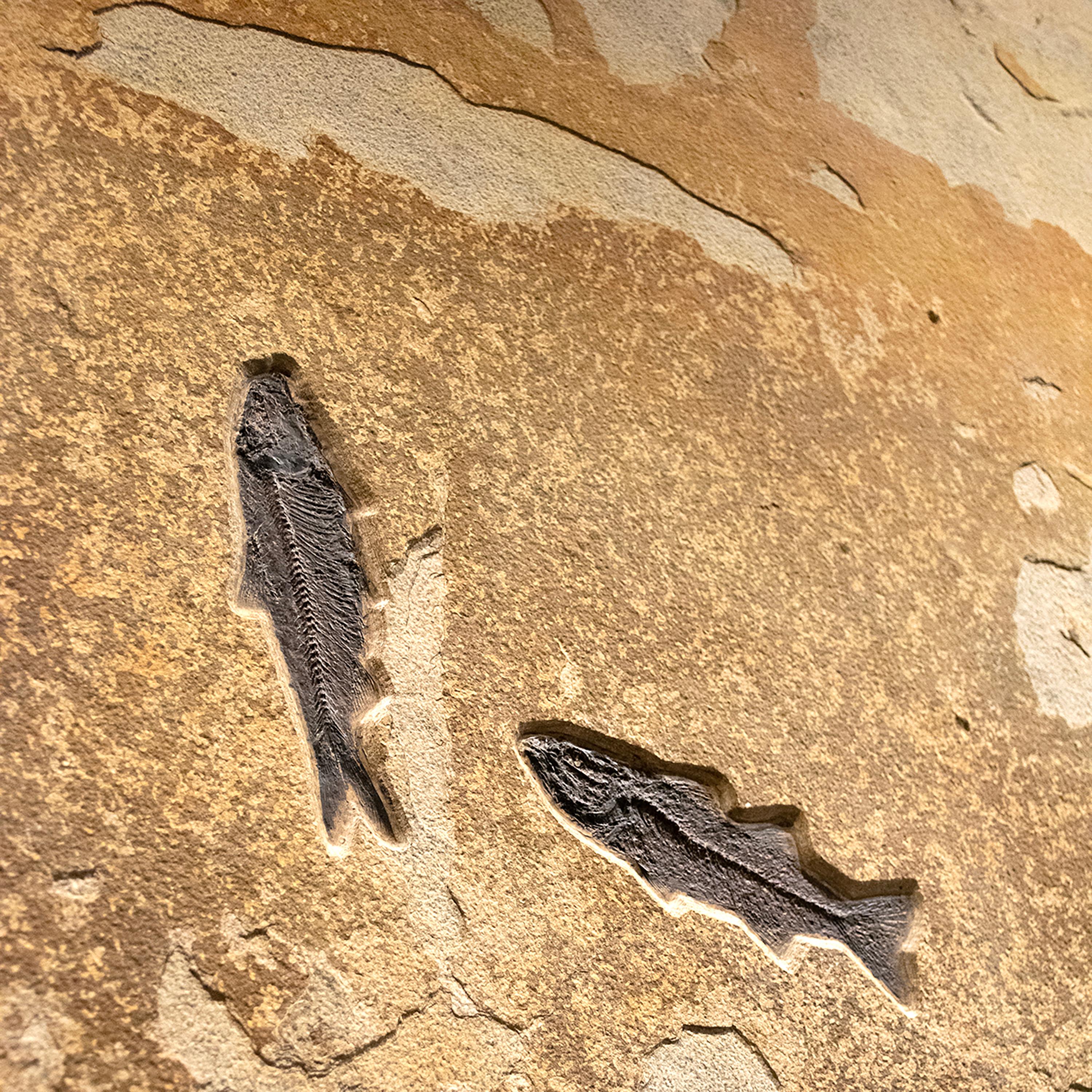 50 Million Year Old Fossil Fish from the Green River Formation, Wyoming In New Condition For Sale In Logan, UT