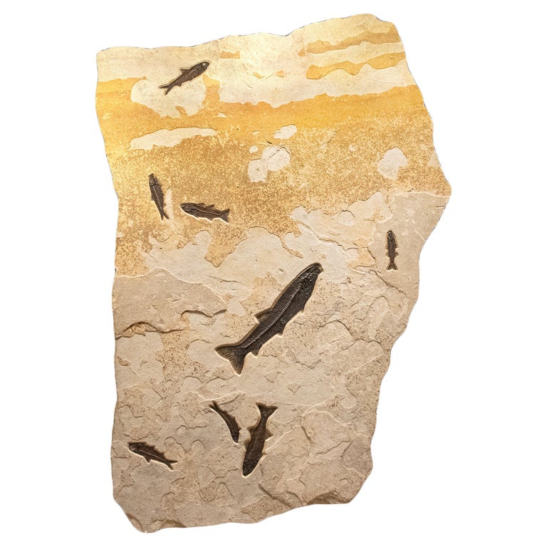 50 Million Year Old Fossil Fish from the Green River Formation