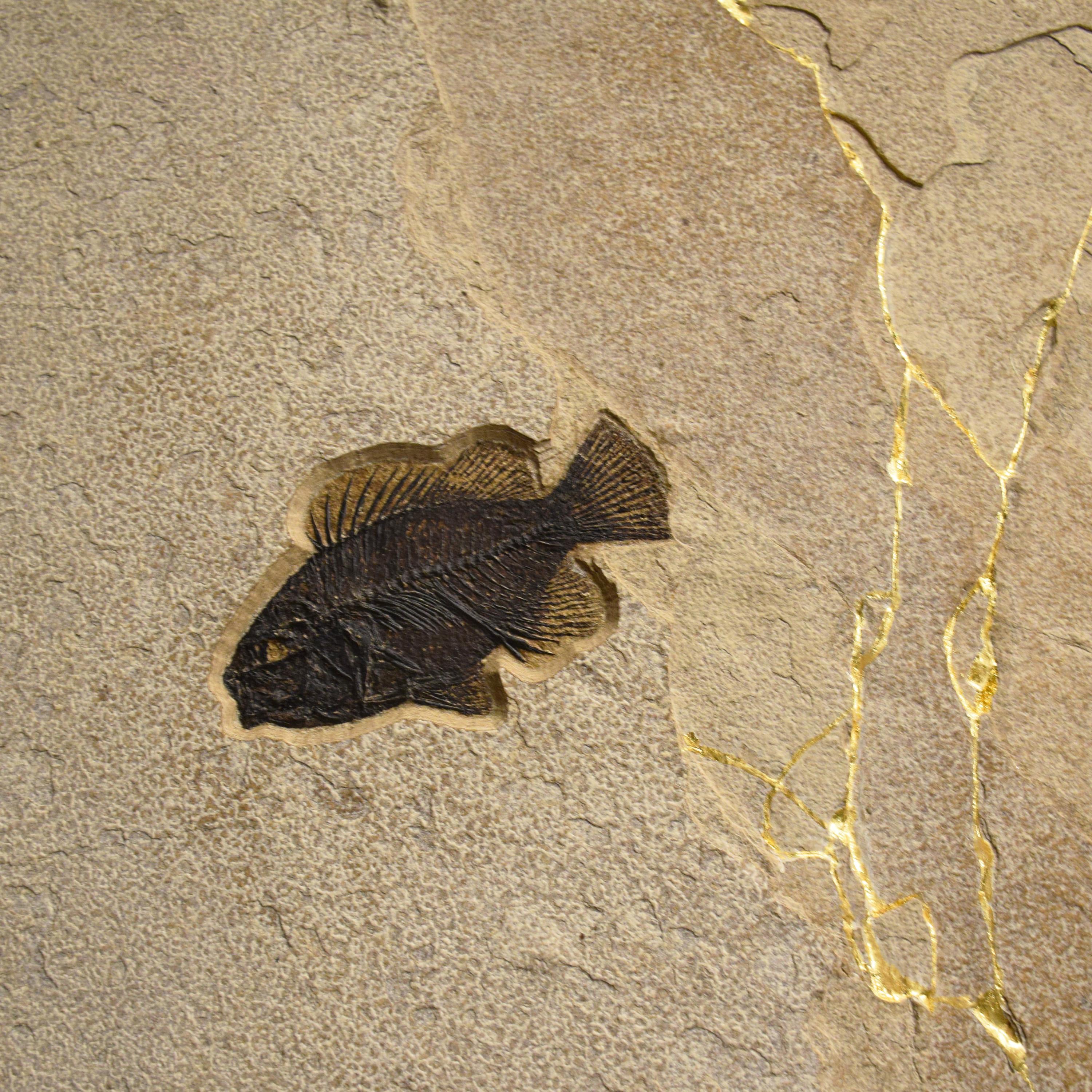 American 50 Million Year Old Fossil Fish & Kinstugi Mural, Green River Formation, Wyoming For Sale