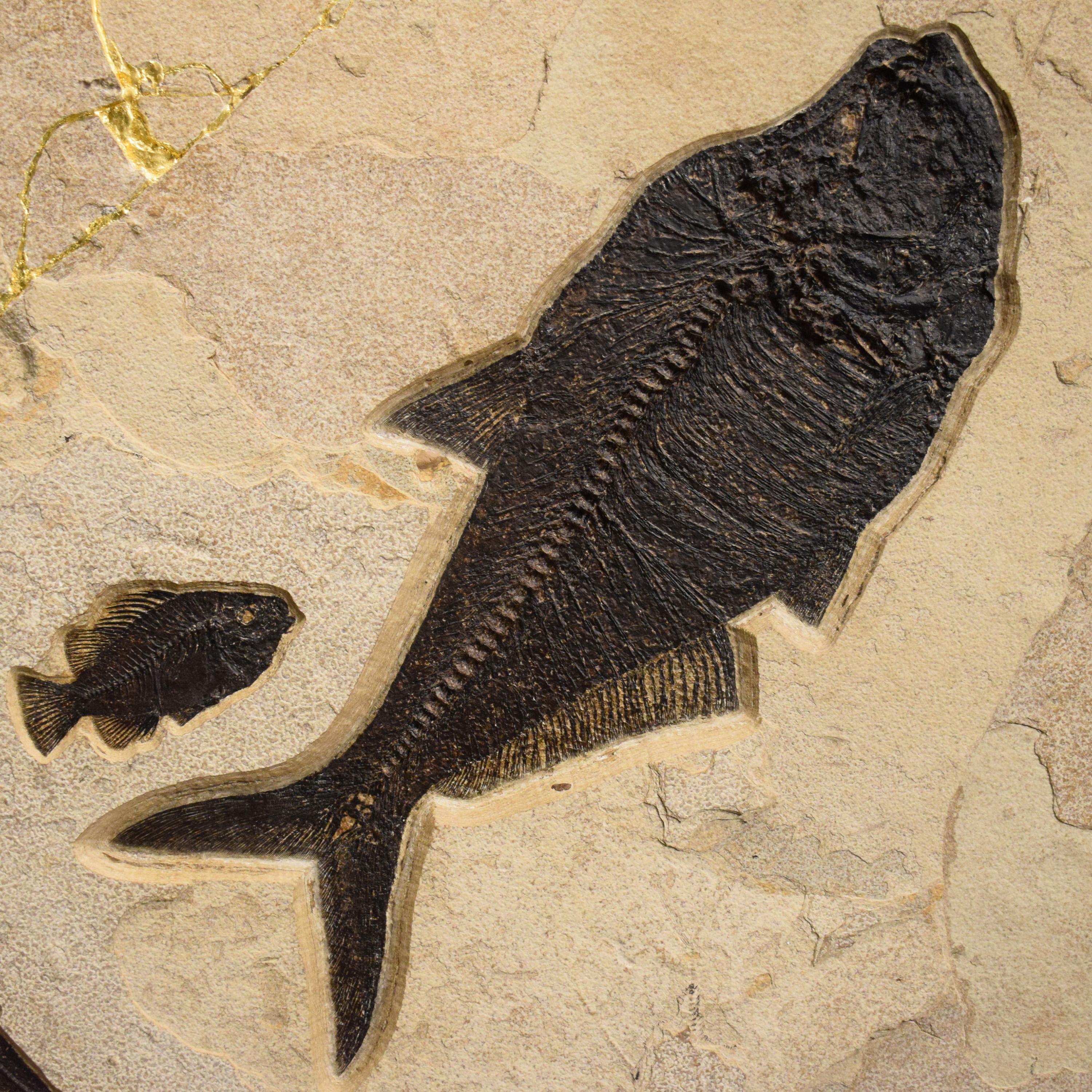 50 Million Year Old Fossil Fish & Kinstugi Mural, Green River Formation, Wyoming In New Condition For Sale In Logan, UT