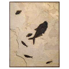 50 Million Year Old Fossil Fish & Kinstugi Mural, Green River Formation, Wyoming