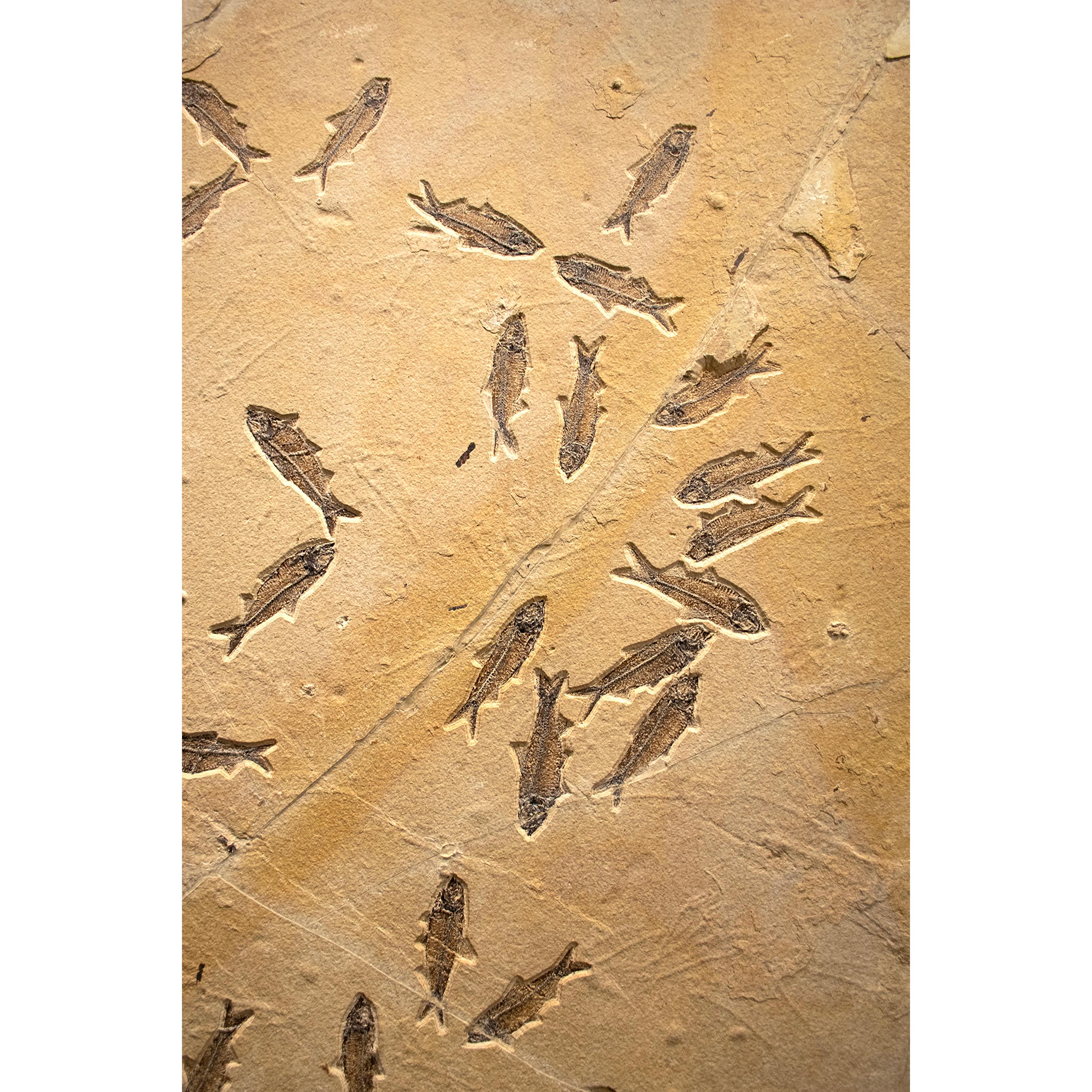 American 50 Million Year Old Fossil Fish Mass Mortality from the Green River Formation