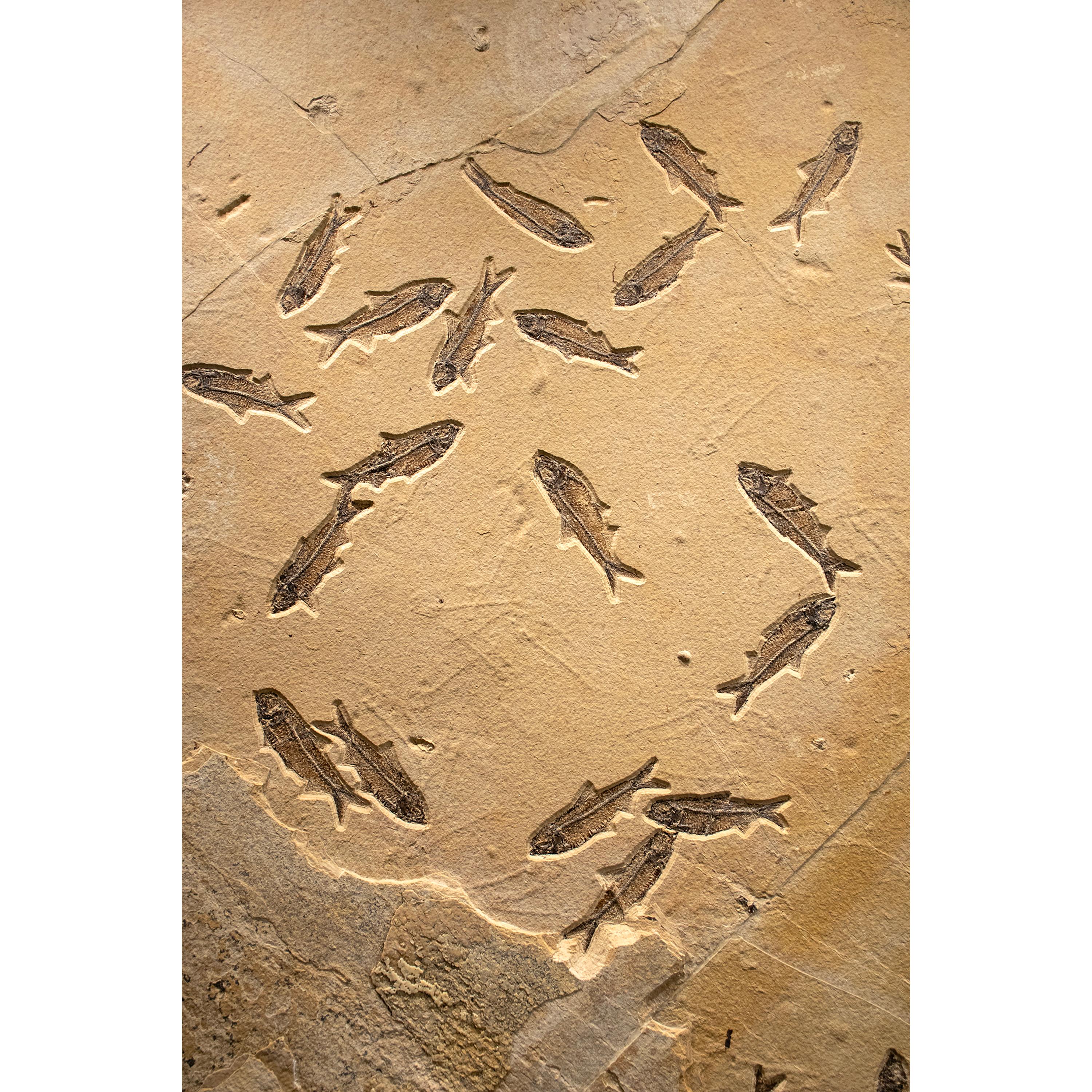 50 Million Year Old Fossil Fish Mass Mortality from the Green River Formation In New Condition In Logan, UT