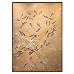 50 Million Year Old Fossil Fish Mass Mortality from the Green River Formation