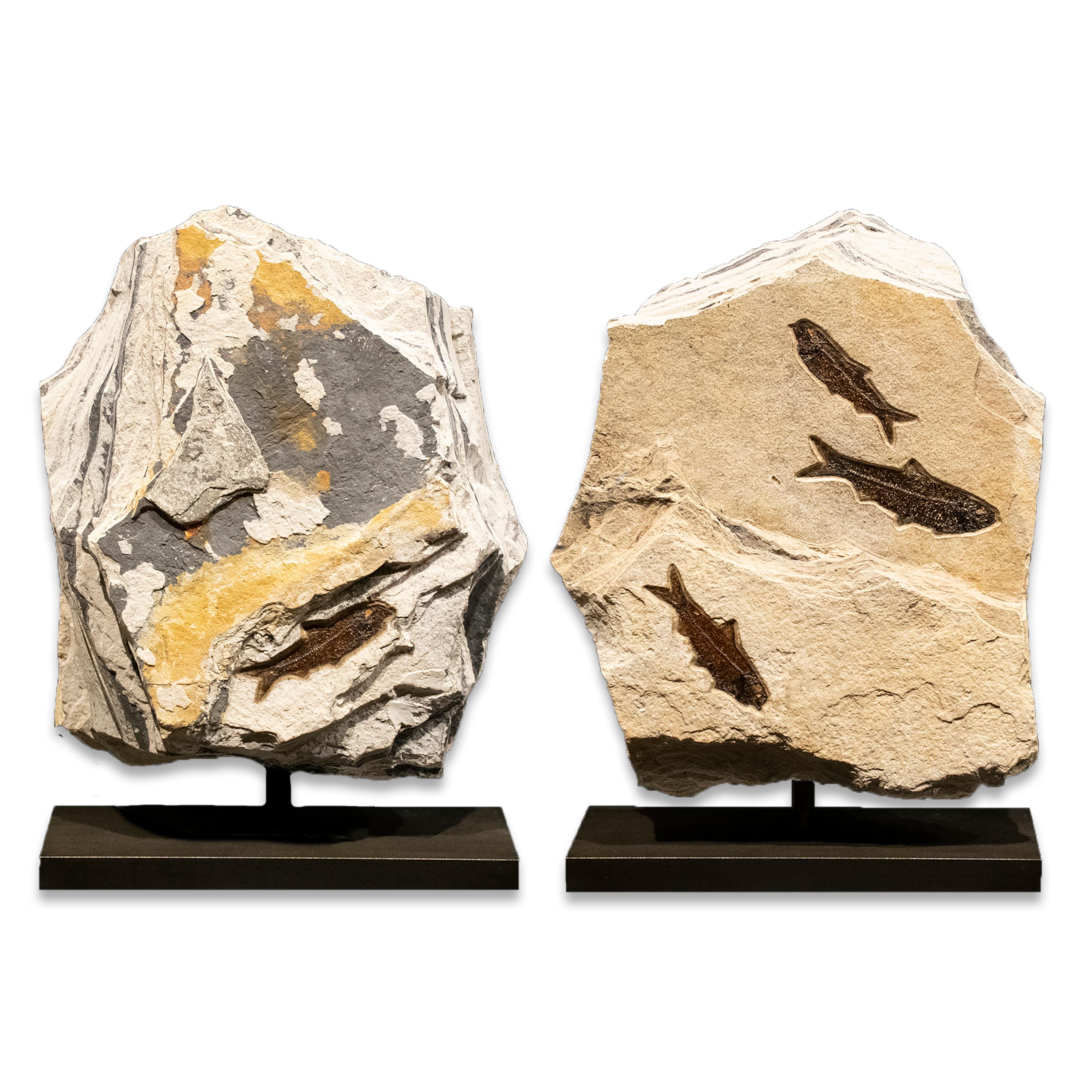 This fossil sculpture features four Knightia eocaena, all of which are Eocene era fossils dating back about 50 million years. These ancient fish are forever preserved in a beautifully textured matrix of natural, fossil-bearing limestone. This