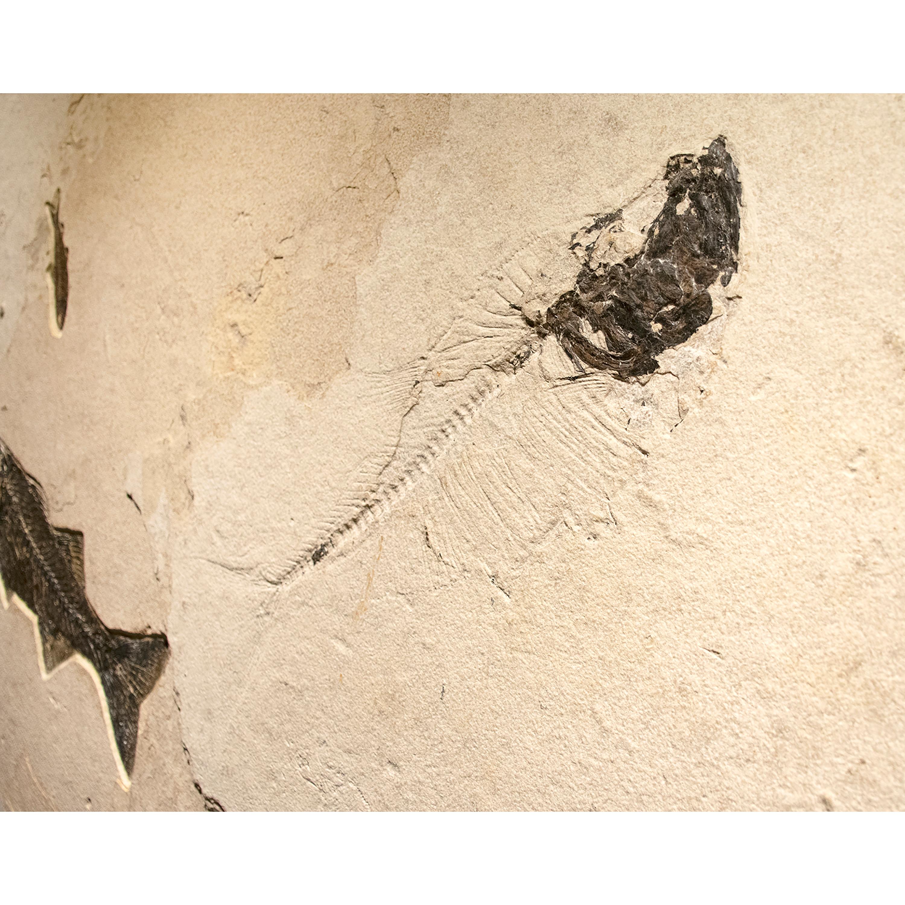 Organic Material 50 Million Year Old Eocene Era Fossil Fish Mural in Stone, from Wyoming