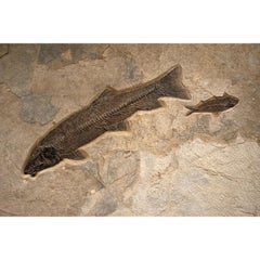 50 Million Year Old Fossil Fish Mural from the Green River Formation, Wyoming