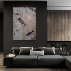 50 Million Year Old Fossil Fish Mural from the Green River Formation, Wyoming