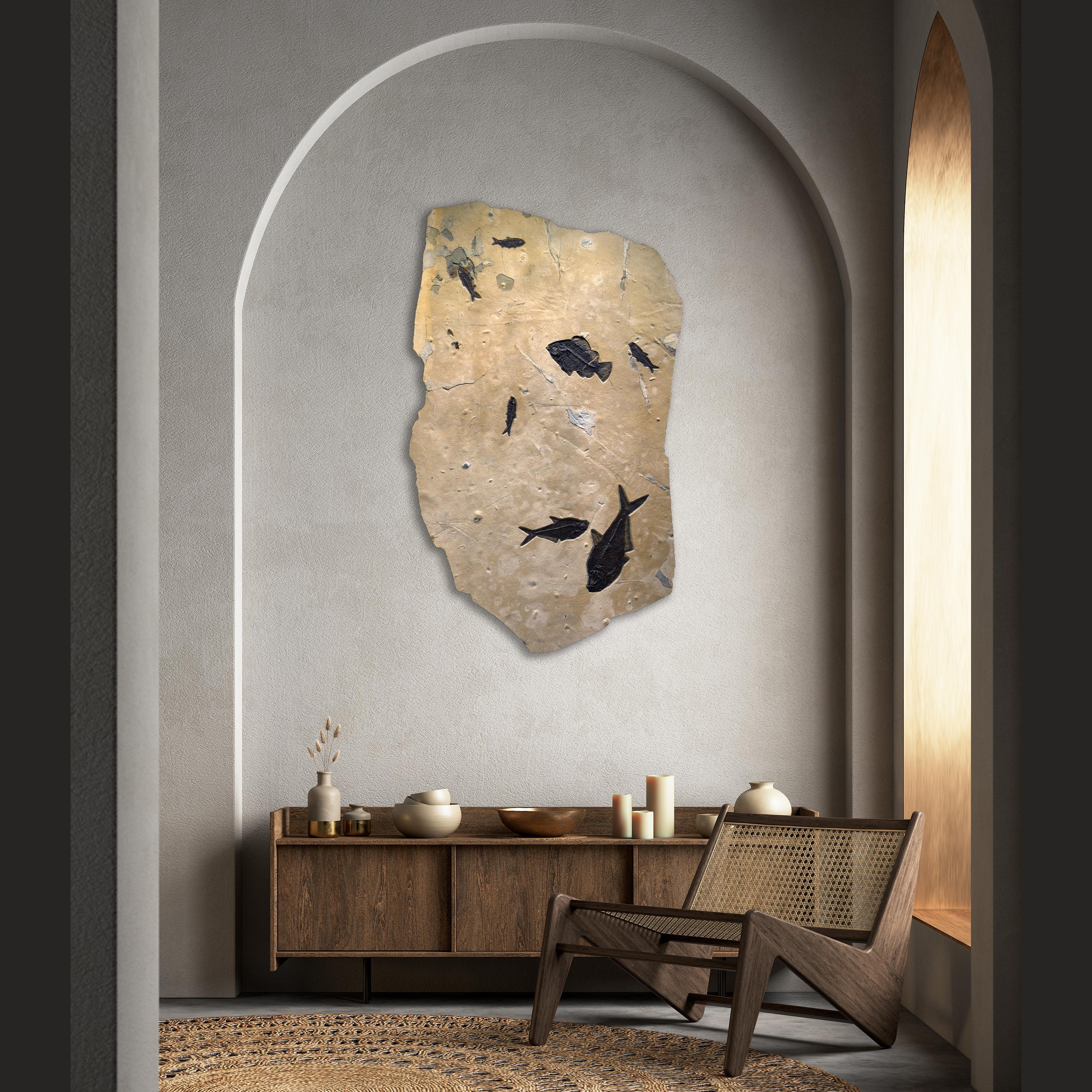 Immerse yourself in the timeless beauty of natural history with our exquisite collection of luxury fossil art. Showcasing breathtaking natural specimens from the legendary Green River Formation in Wyoming, each piece crafted by Green River Fossil