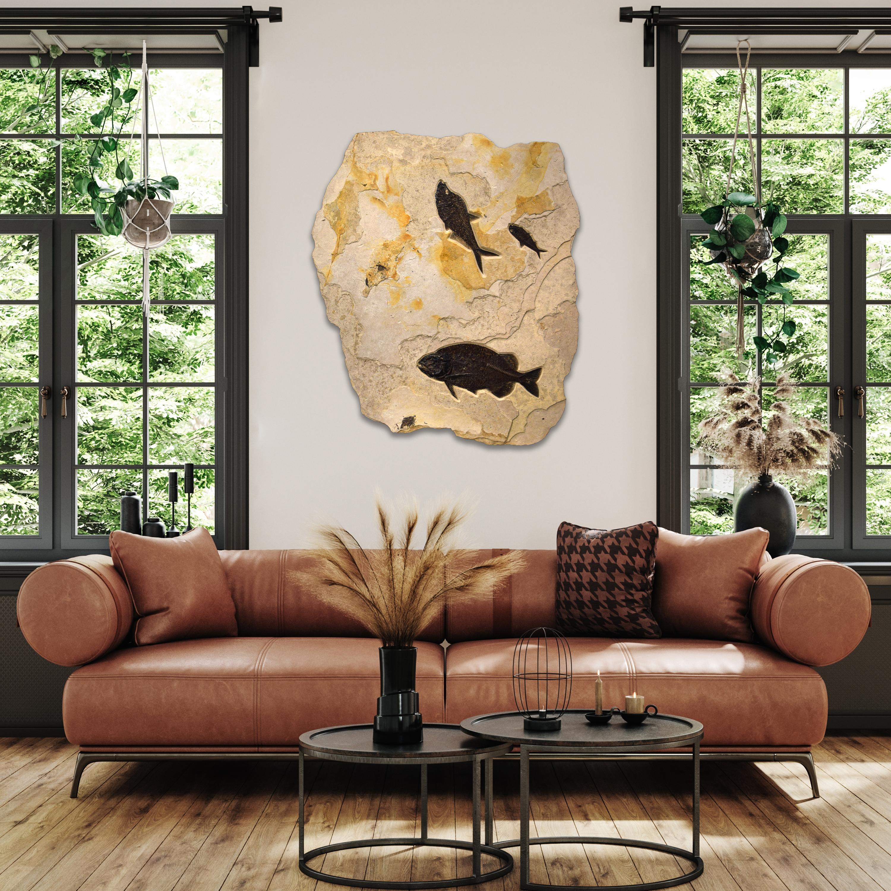 Immerse yourself in the timeless beauty of natural history with our exquisite collection of luxury fossil art. Showcasing breathtaking natural specimens from the legendary Green River Formation in Wyoming, each piece crafted by Green River Fossil