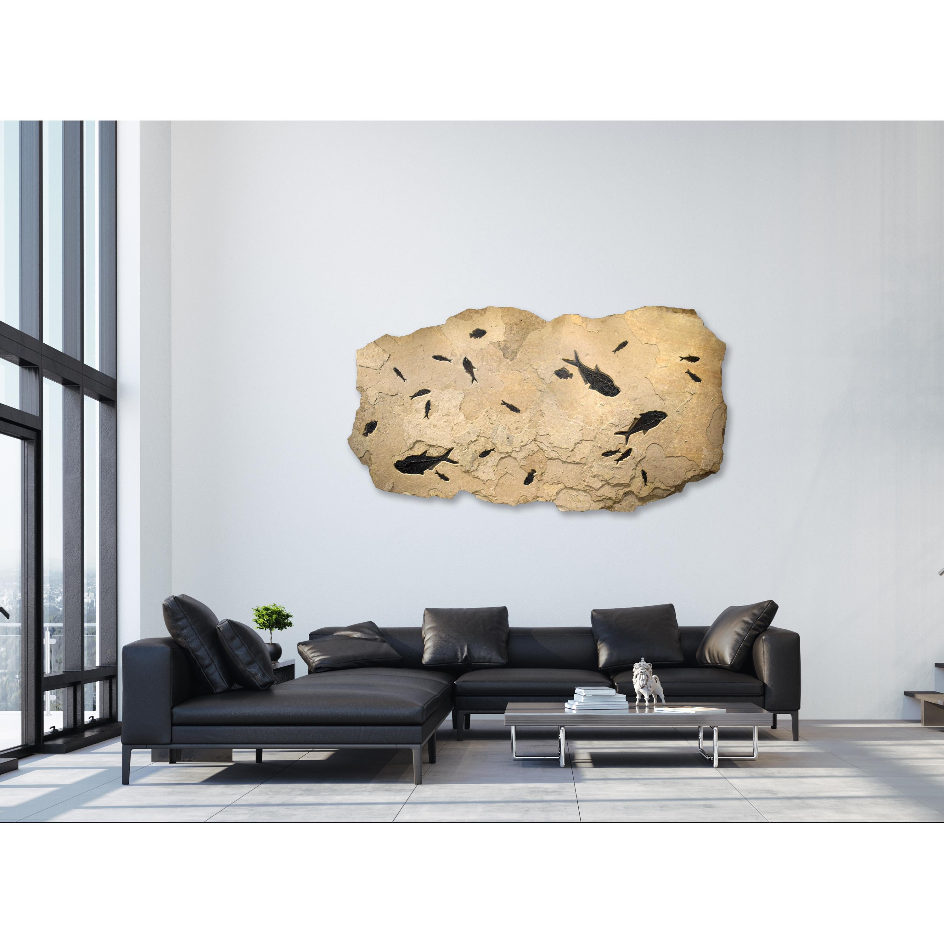 Sumérgete en la belleza intemporal de la historia natural con nuestra exquisita colección de arte fósil de lujo. Cada pieza de Green River Fossil Company, que muestra impresionantes especímenes naturales de la legendaria Formación Green River de