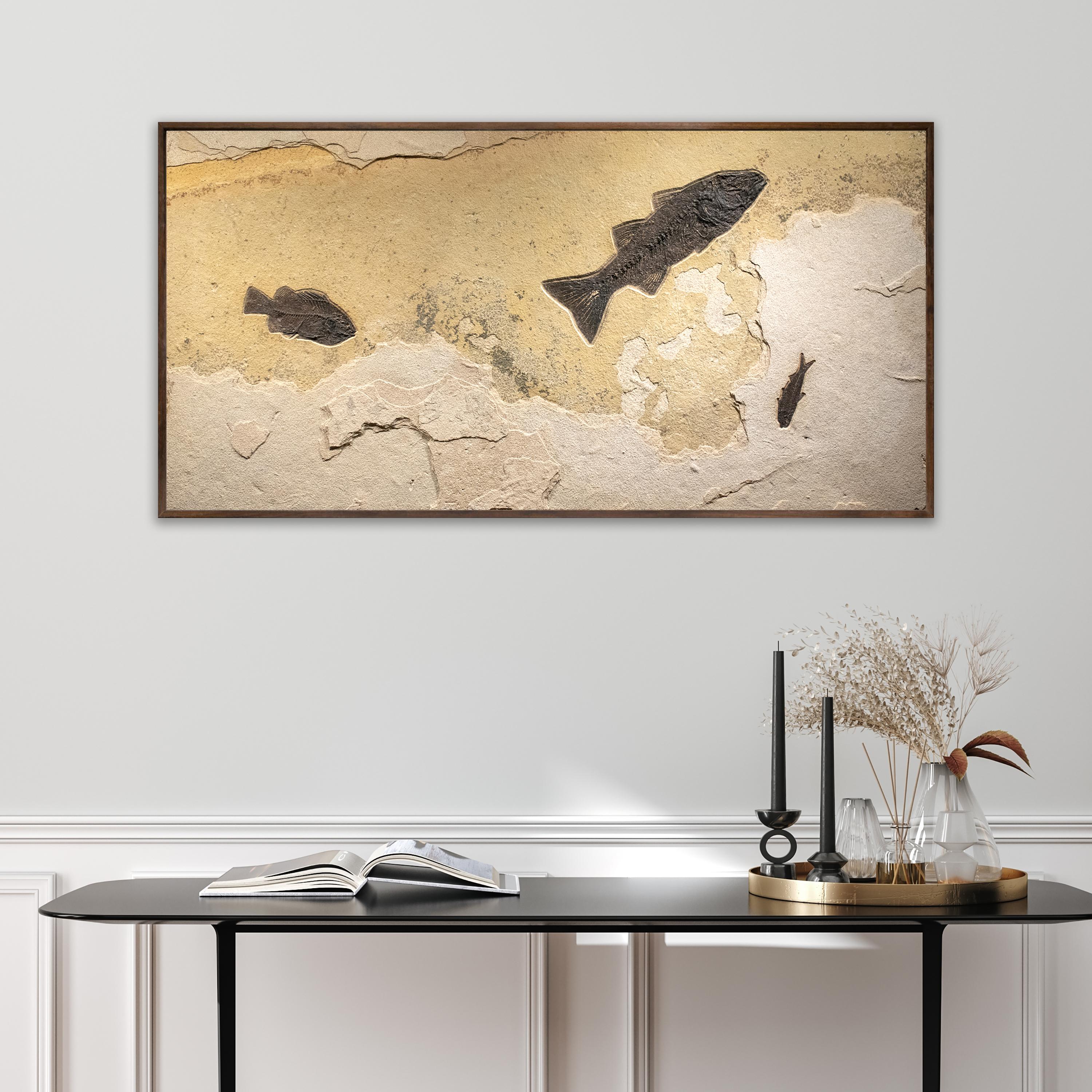 Immerse yourself in the timeless beauty of natural history with our exquisite collection of luxury fossil art. Showcasing breathtaking natural specimens from the legendary Green River Formation in Wyoming, each piece crafted by Green River Fossil