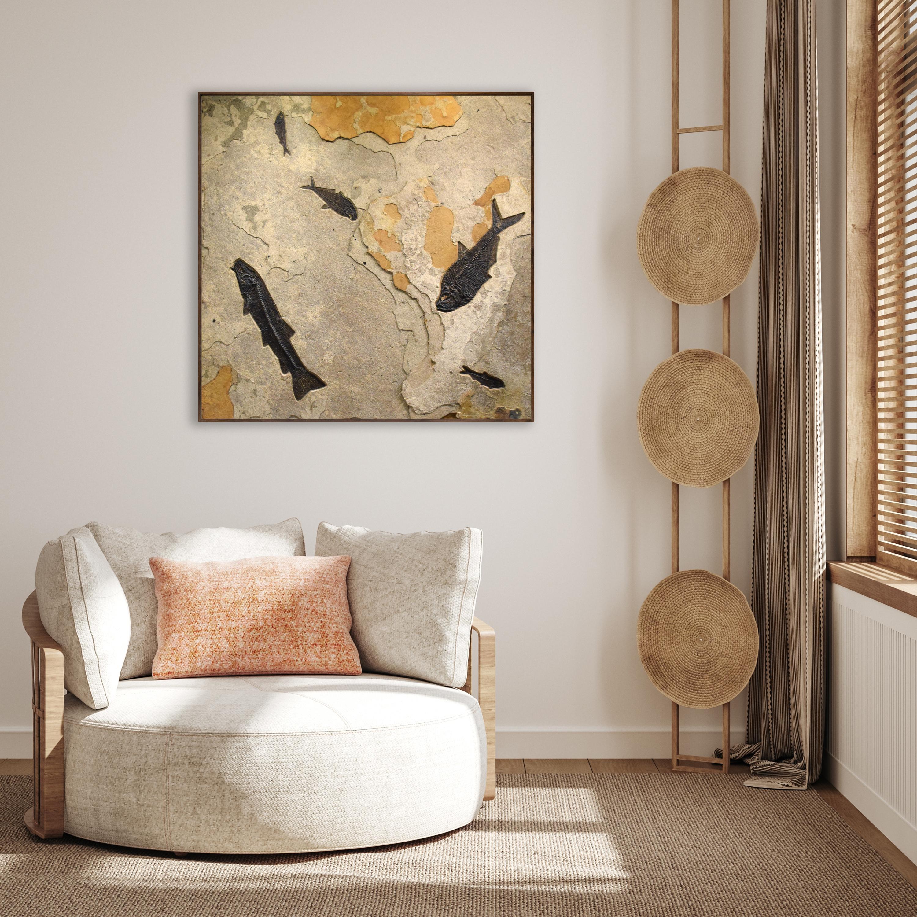 An array of fossil specimens from the Green River Formation are featured in this sculptural fossil fish mural: a rare Notogoneus osculus, two Diplomystus dentatus, and two Knightia eocaena. These 50 million year old, Eocene era fossils are