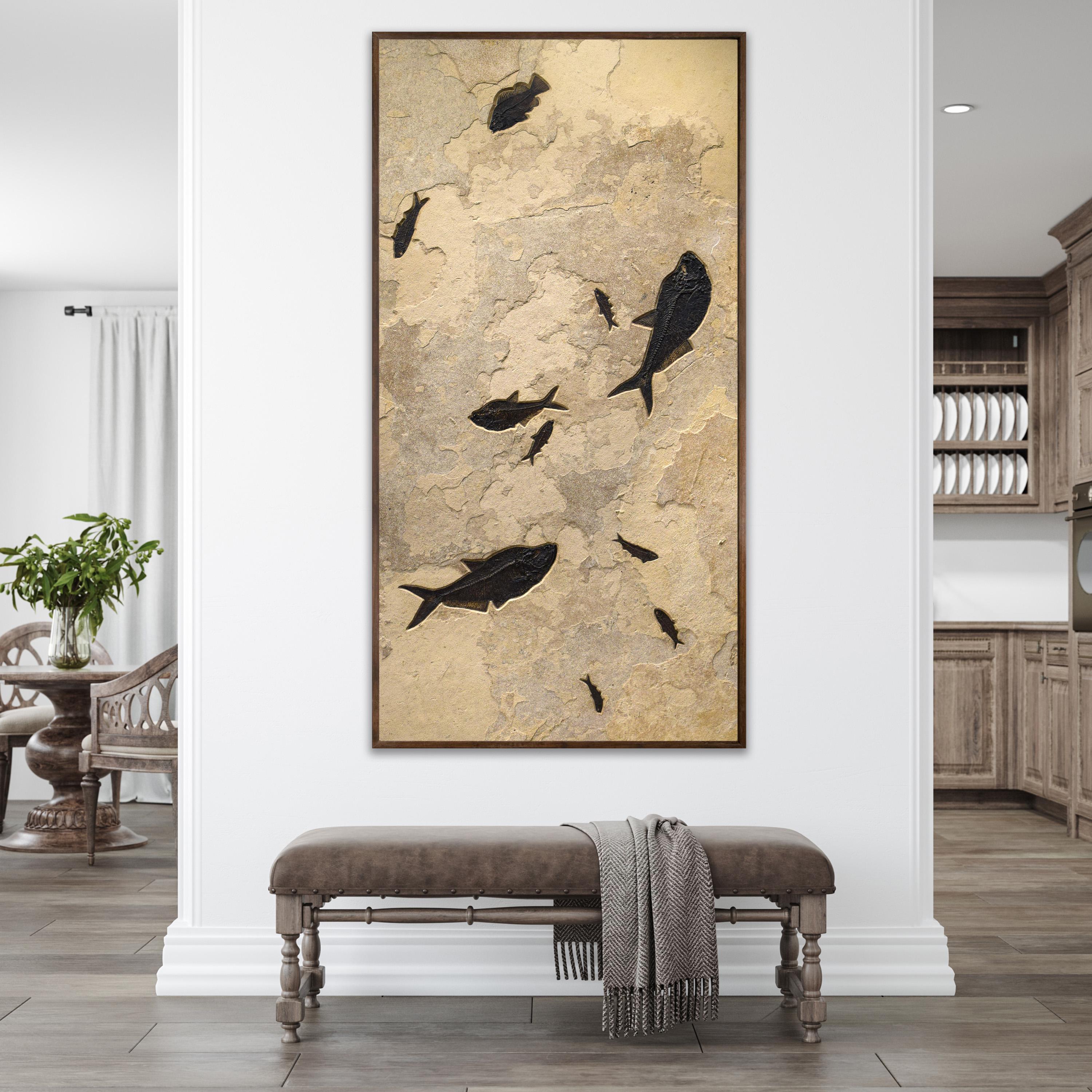 Dieses reich strukturierte Wandbild mit fossilen Fischen zeigt zwei Diplomystus dentatus, eine Priscacara serrata und sechs Knightia eocaena in einer beeindruckenden Präsentation. Diese Exemplare stammen aus dem frühen Eozän und wurden in unserem