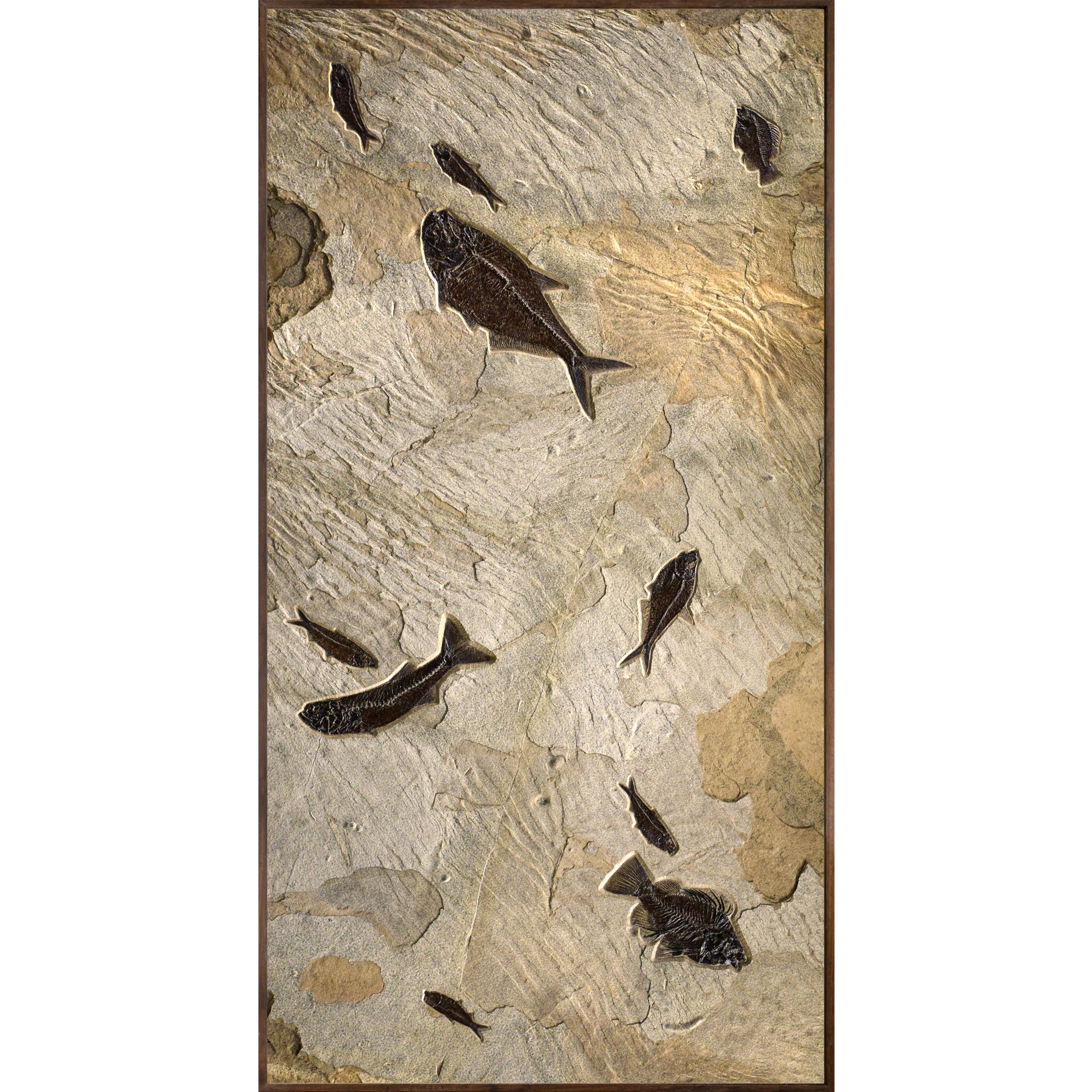 This richly textured fossil fish mural features two Diplomystus dentatus, a Mioplosus labracoides, a Priscacara serrata, a Cockerellites liops, and five Knightia eocaena in a commanding presentation. These specimens date to the Early Eocene and were