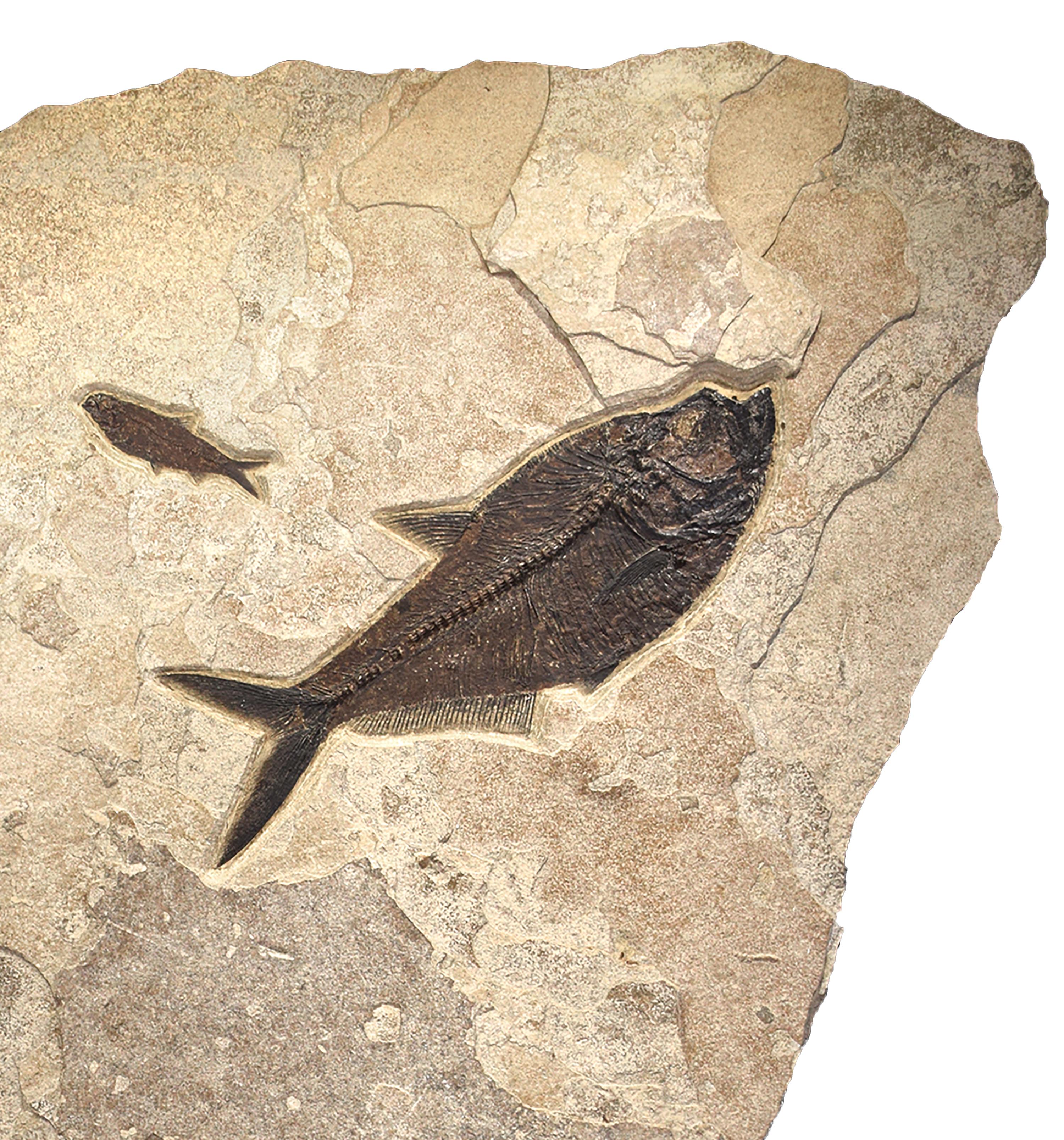 50 Millionen Jahre alte Fossil-Fisch-Wandmalerei aus der Formation des grünen Flusses, Wyoming (amerikanisch)