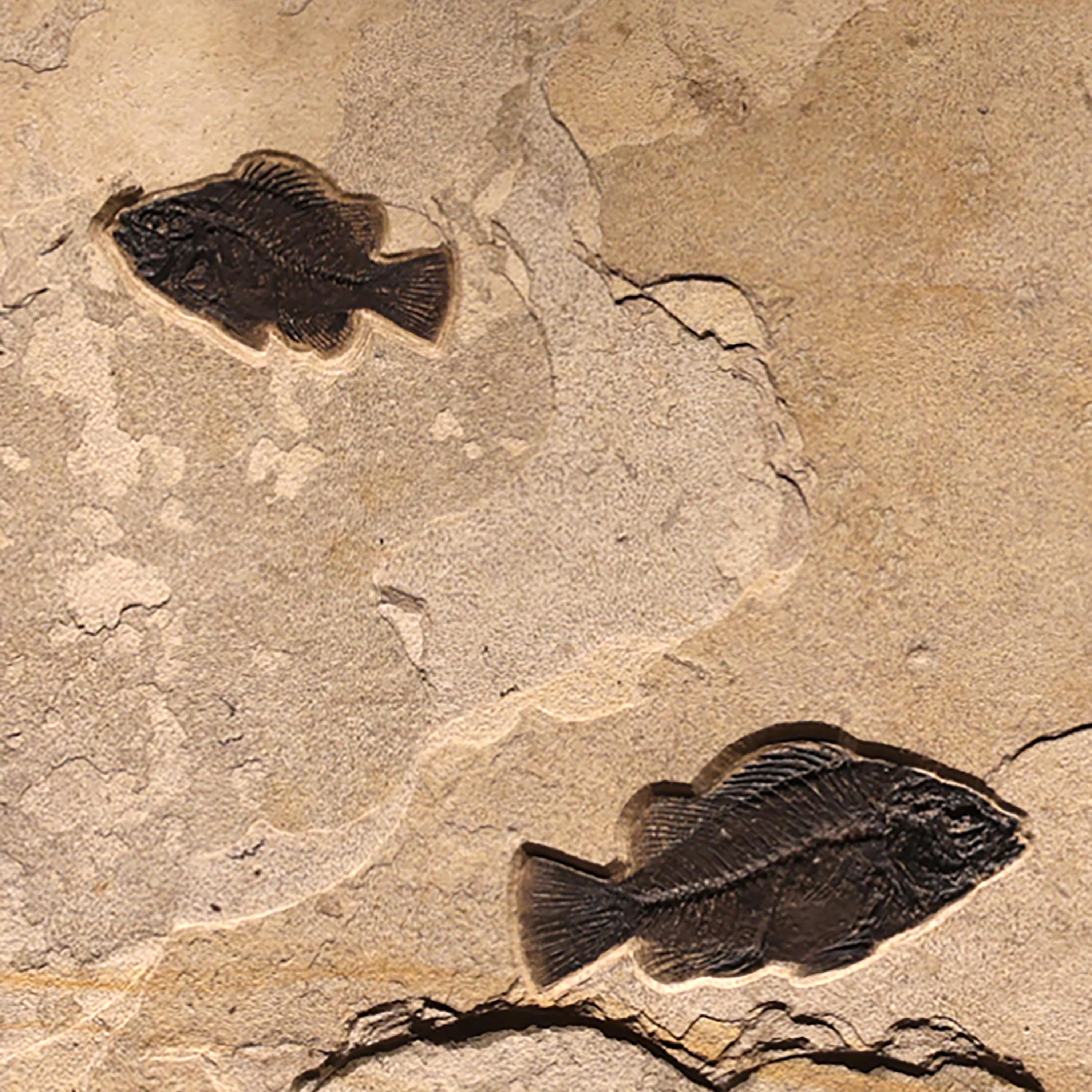 American 50 Million Year Old Fossil Fish Mural from the Green River Formation, Wyoming For Sale