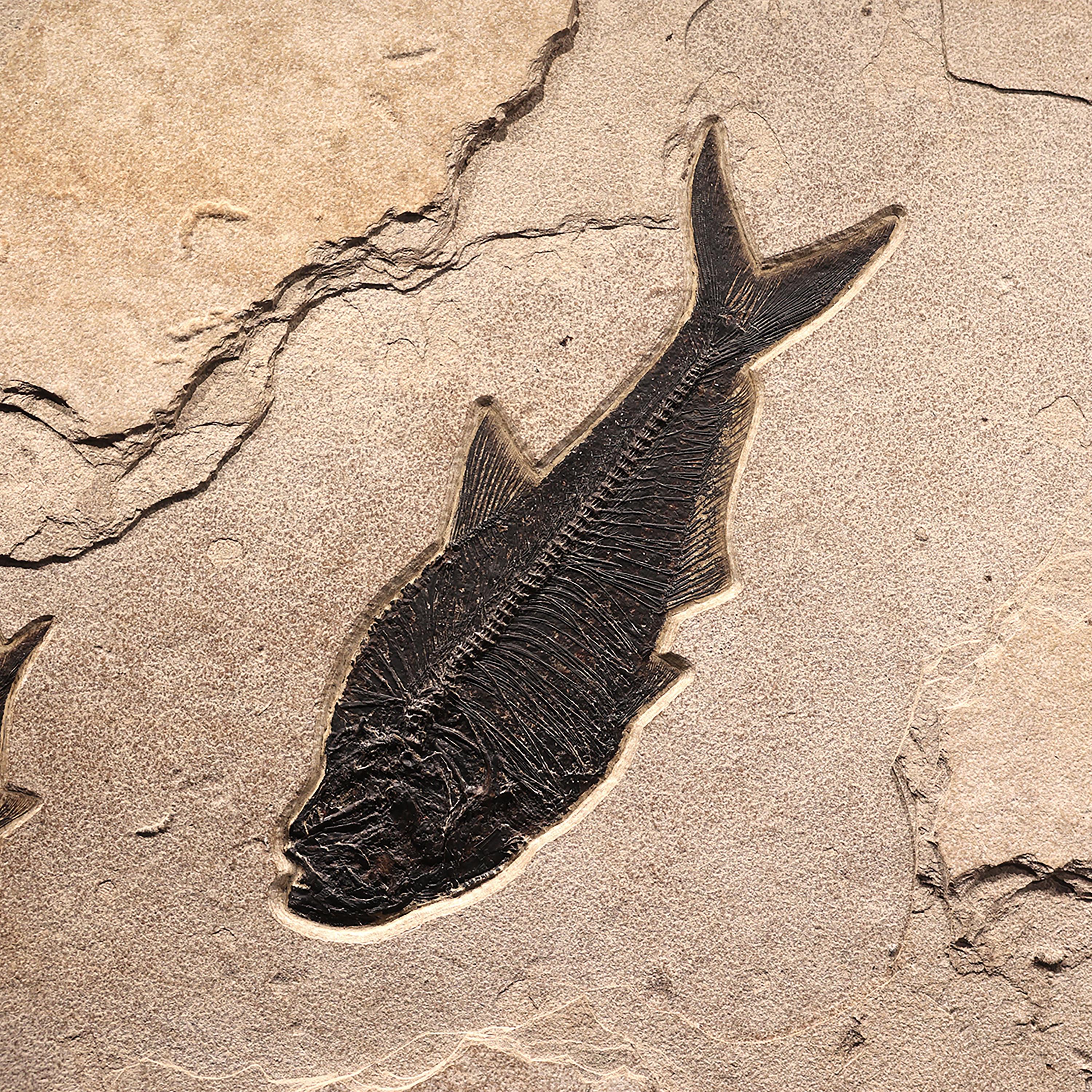 50 Millionen Jahre alte Fossil-Fisch-Wandmalerei aus der Formation des grünen Flusses, Wyoming (amerikanisch) im Angebot