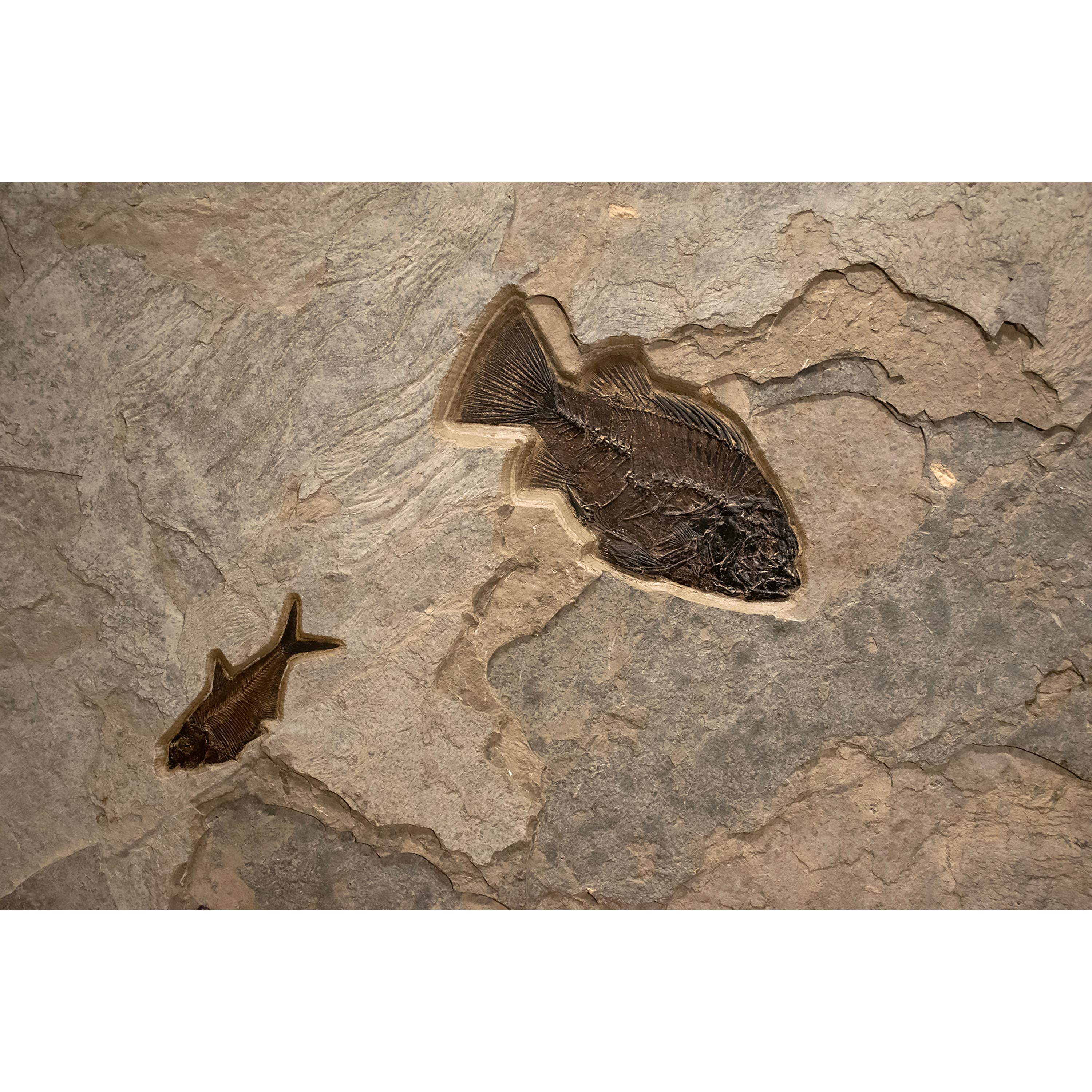 American 50 Million Year Old Fossil Fish Mural from the Green River Formation, Wyoming