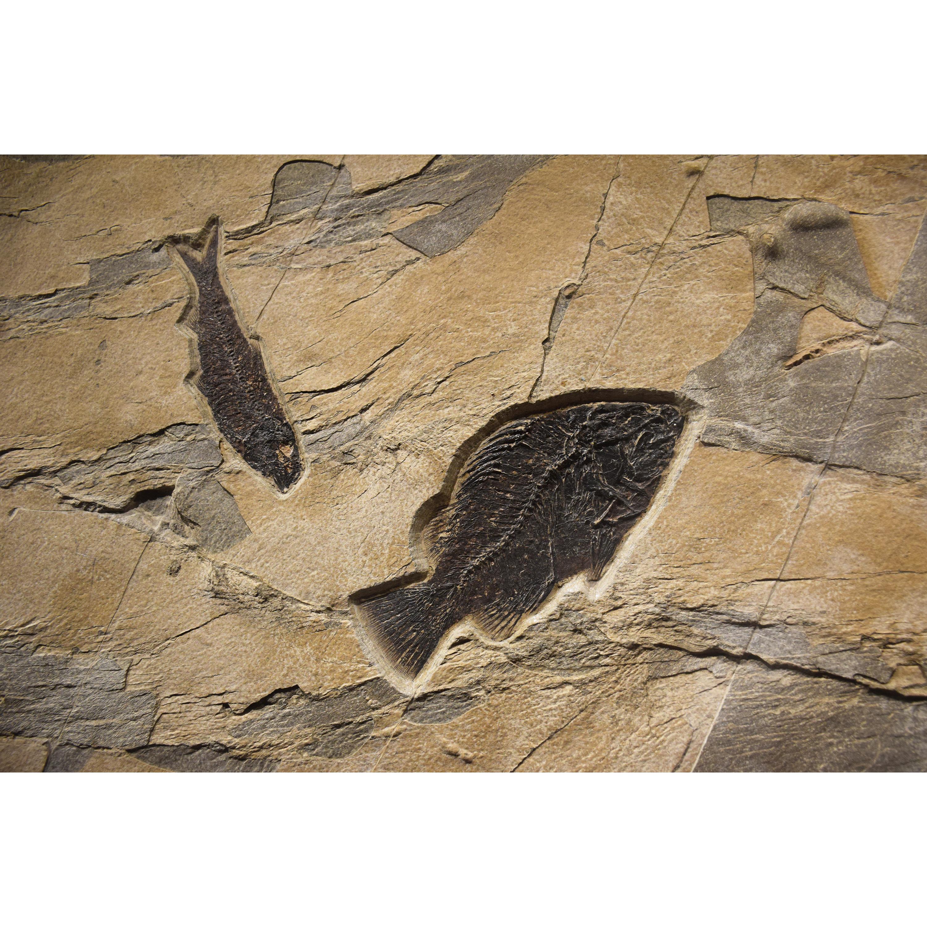 American 50 Million Year Old Fossil Fish Mural from the Green River Formation, Wyoming