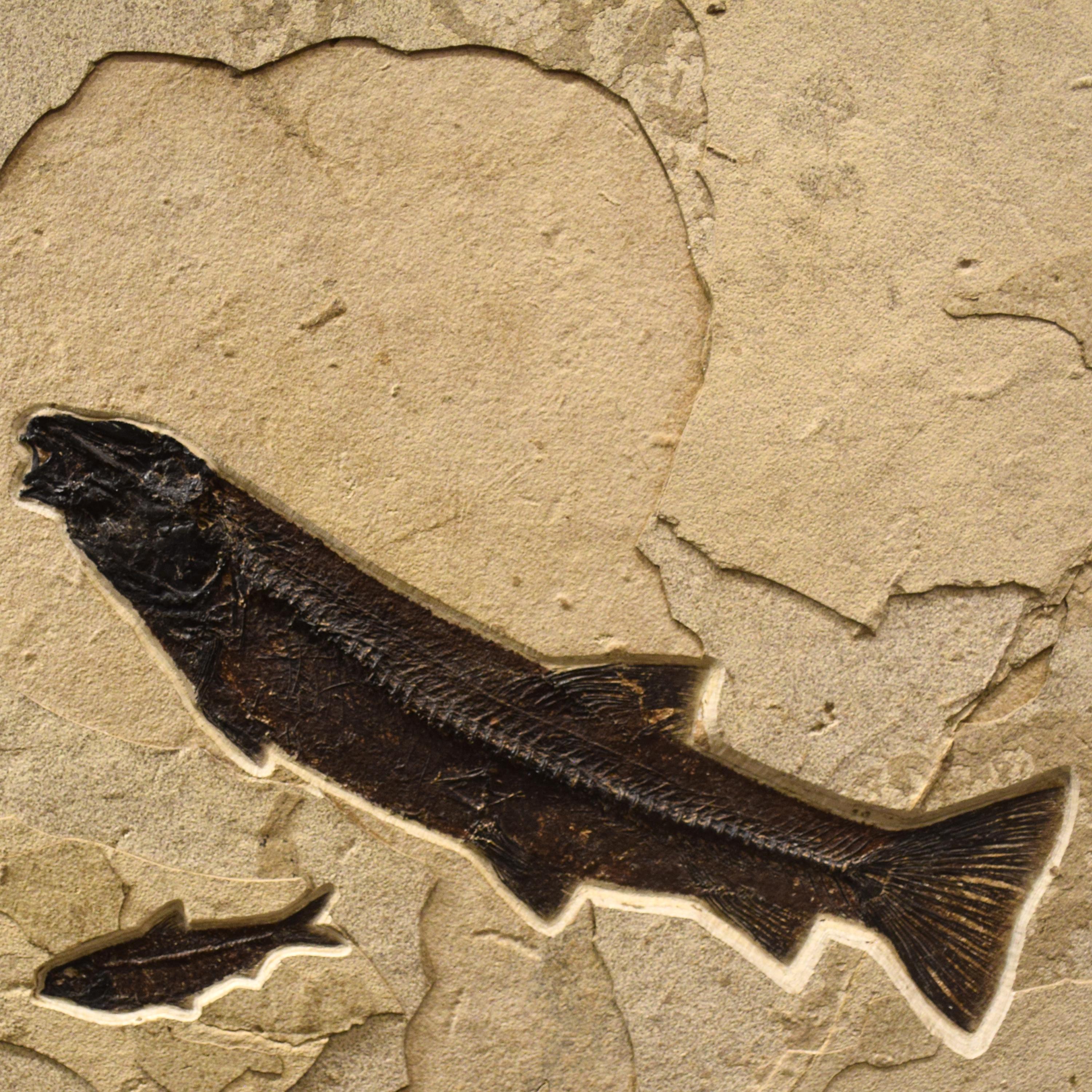 American 50 Million Year Old Fossil Fish Mural from the Green River Formation, Wyoming