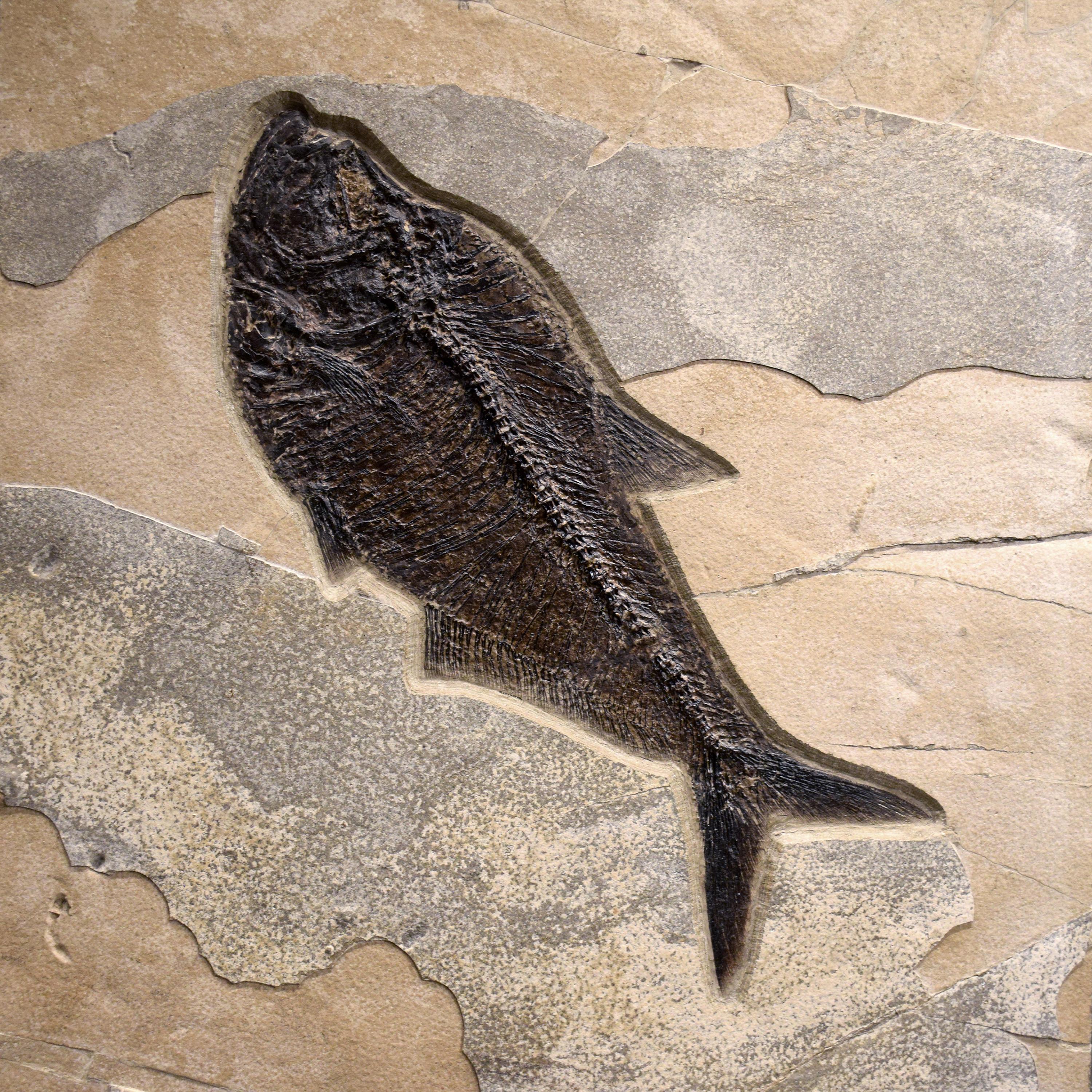 American 50 Million Year Old Fossil Fish Mural from the Green River Formation, Wyoming