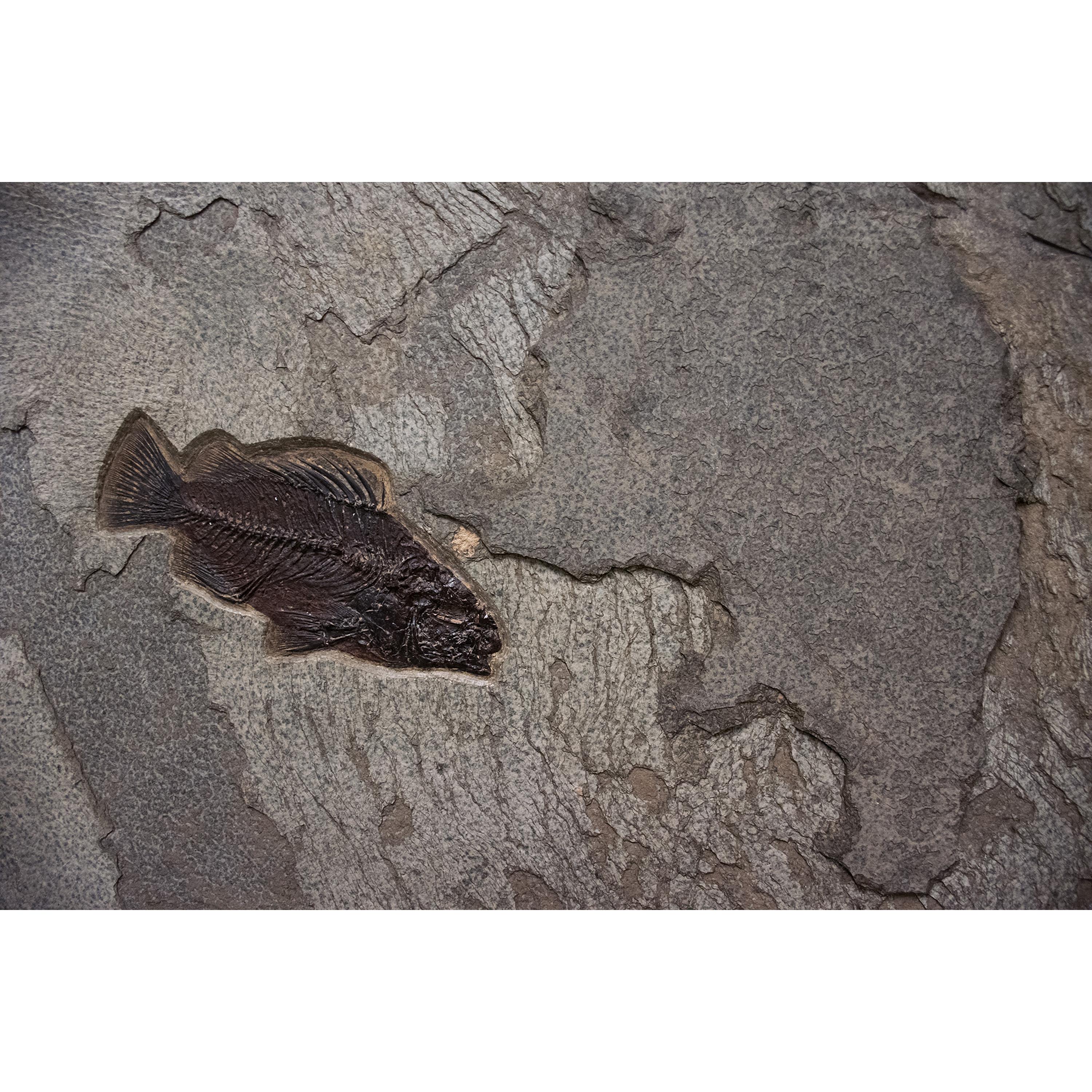 American 50 Million Year Old Fossil Fish Mural from the Green River Formation, Wyoming