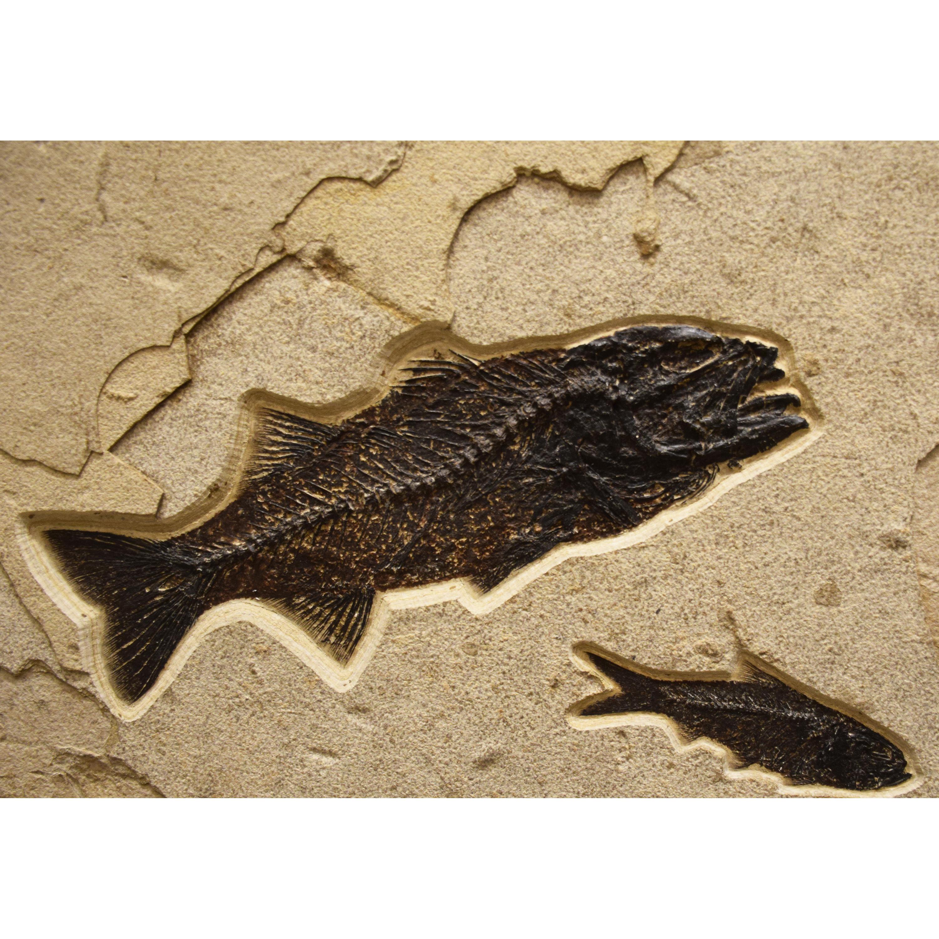 American 50 Million Year Old Fossil Fish Mural from the Green River Formation, Wyoming