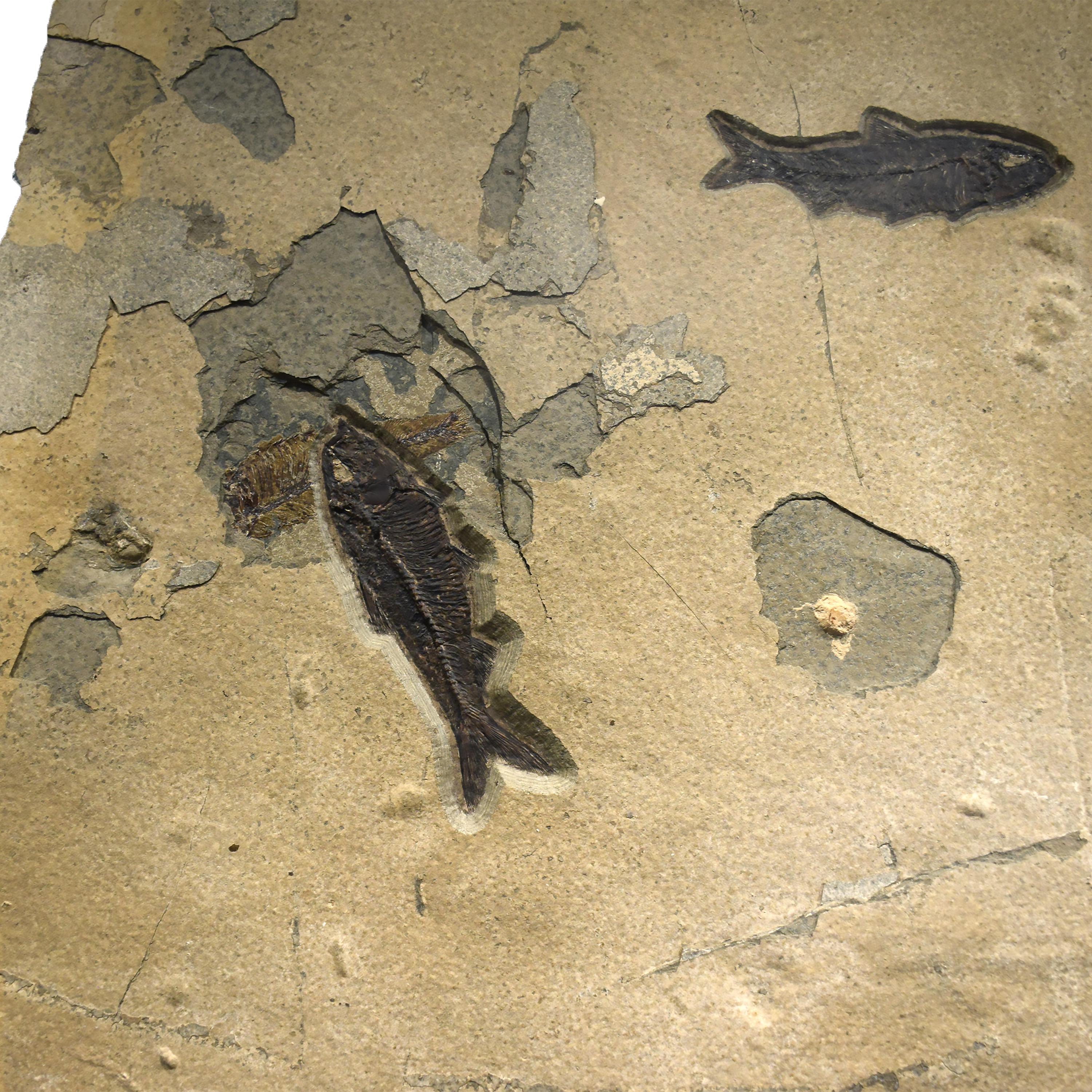 American 50 Million Year Old Fossil Fish Mural from the Green River Formation, Wyoming