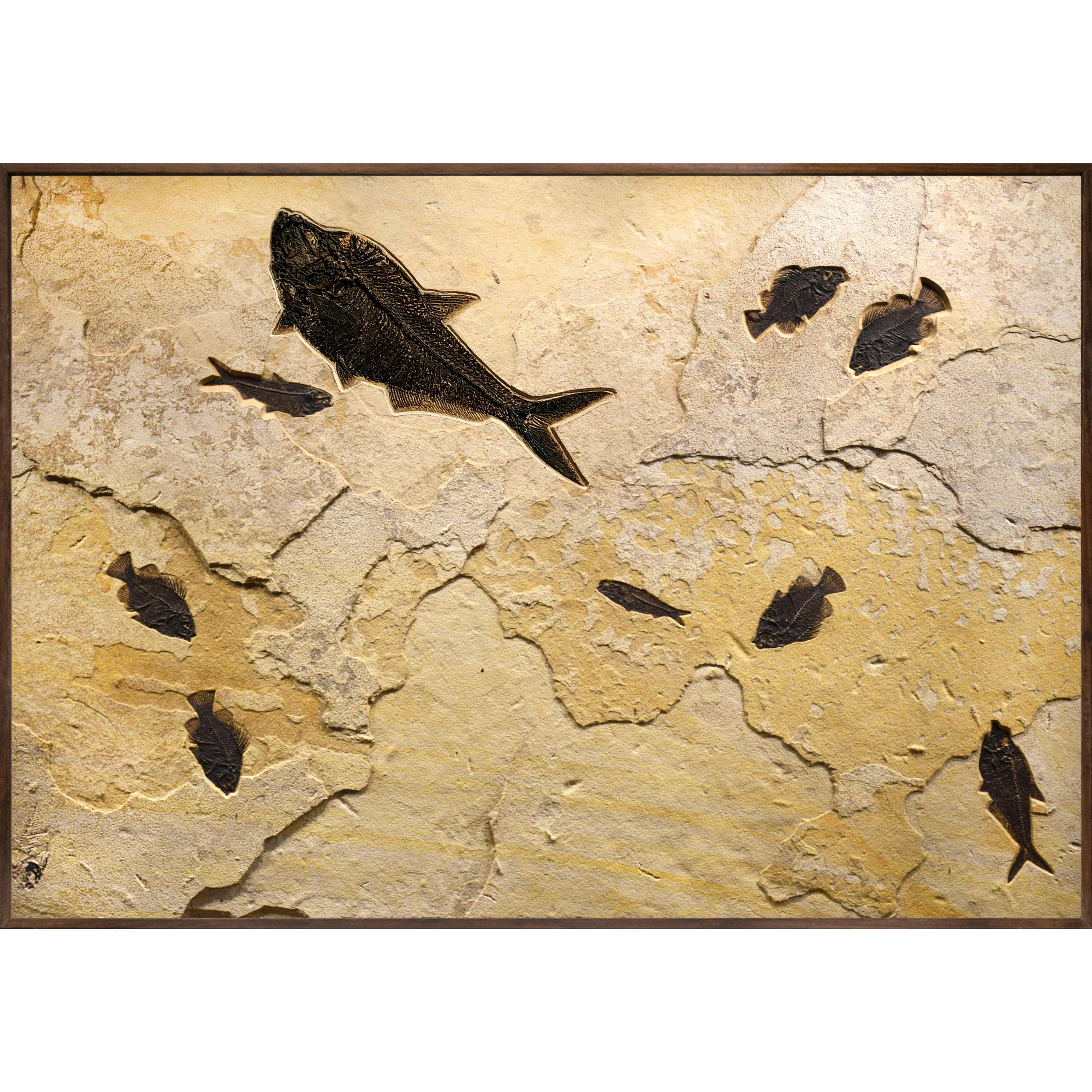 American 50 Million Year Old Fossil Fish Mural from the Green River Formation, Wyoming