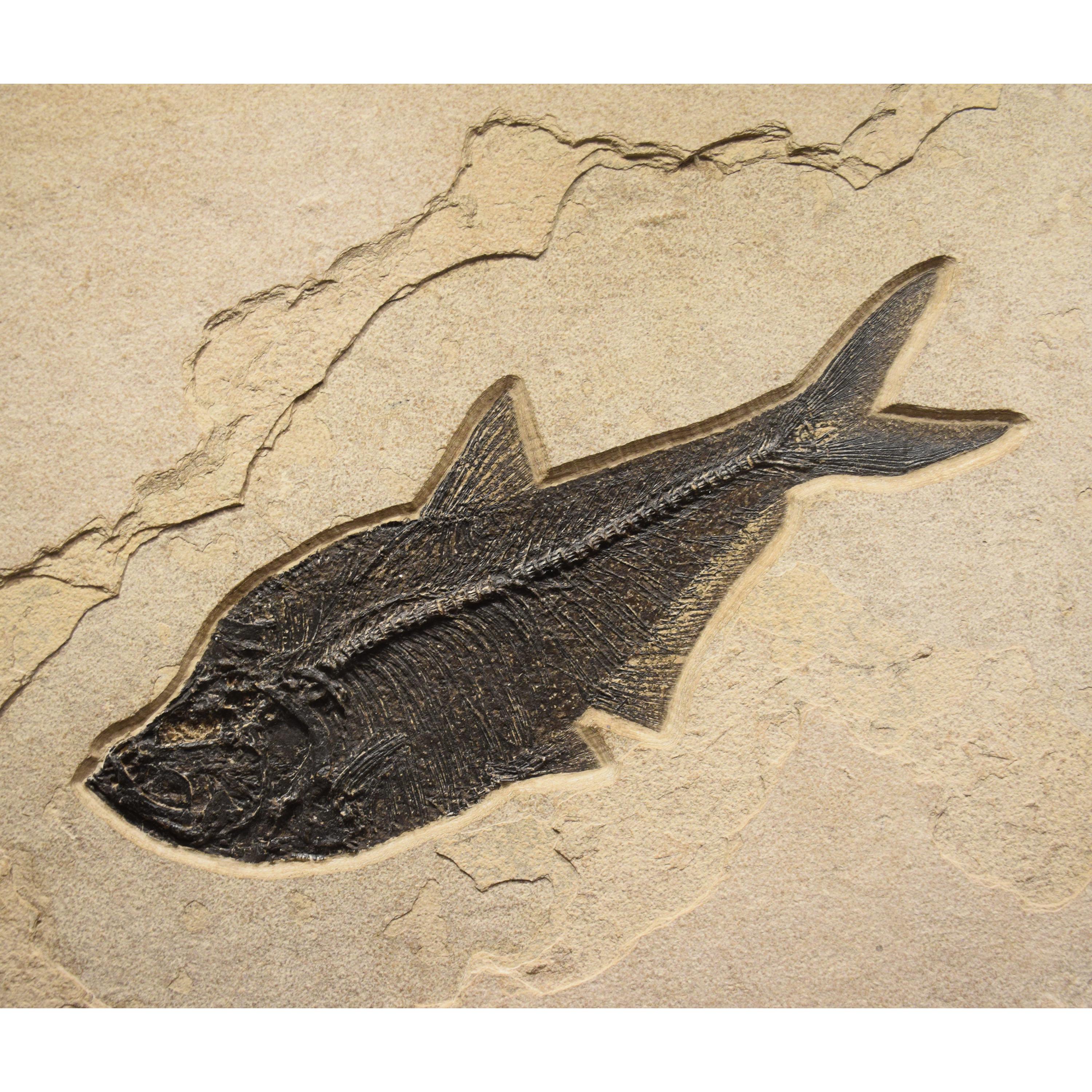 Americano Murale di pesce fossile di 50 milioni di anni fa dalla Formazione del Green River, Wyoming in vendita