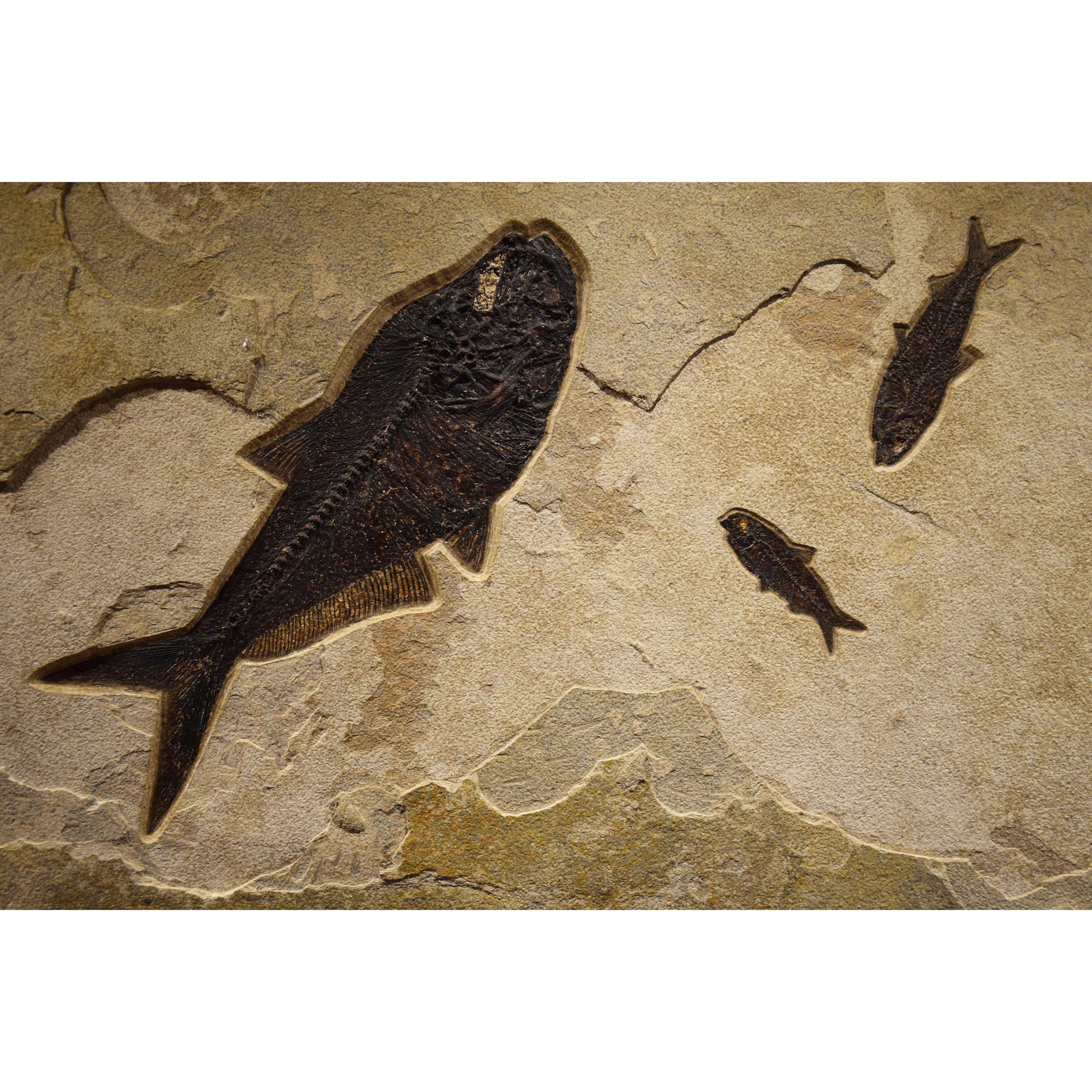 American 50 Million Year Old Fossil Fish Mural from the Green River Formation, Wyoming