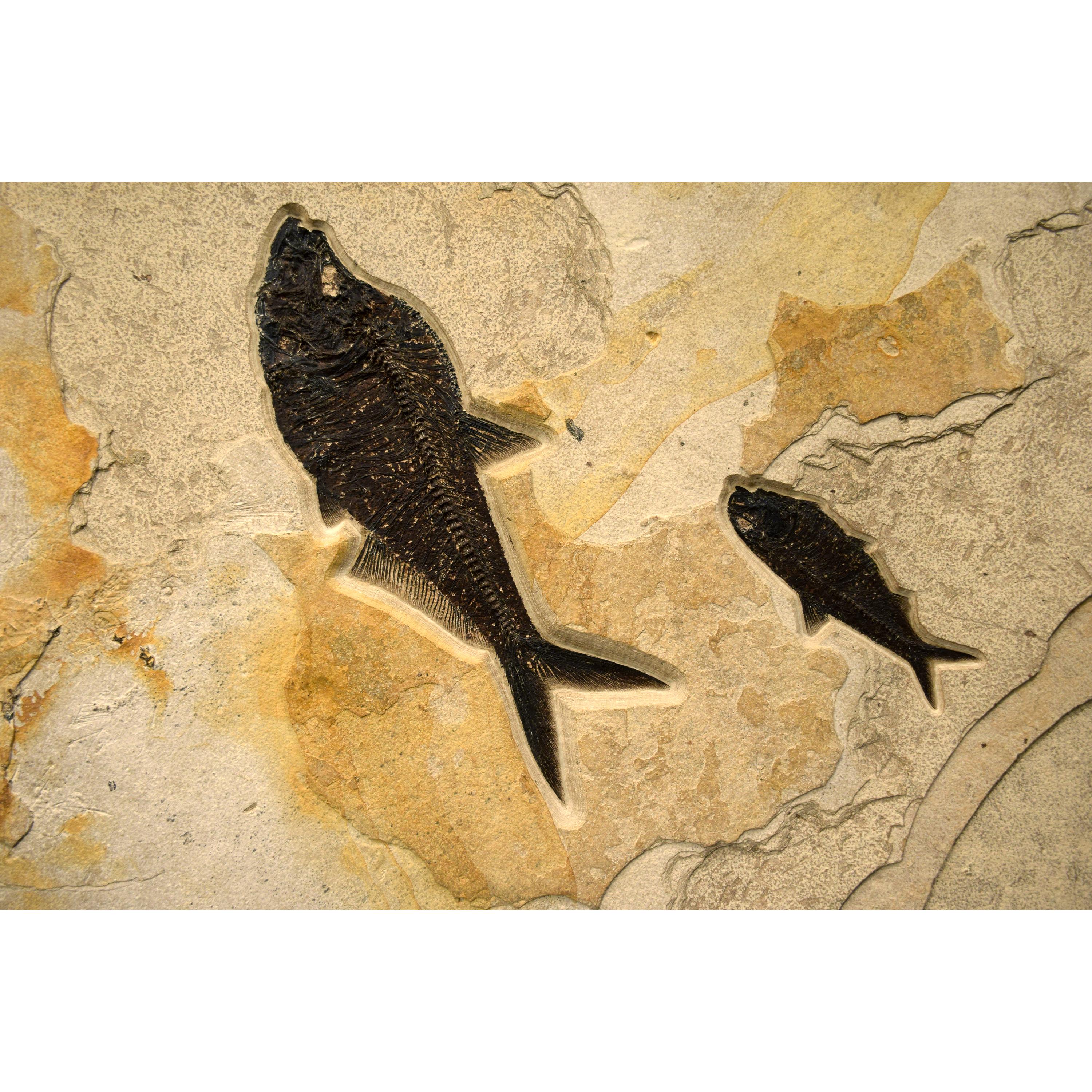 American 50 Million Year Old Fossil Fish Mural from the Green River Formation, Wyoming