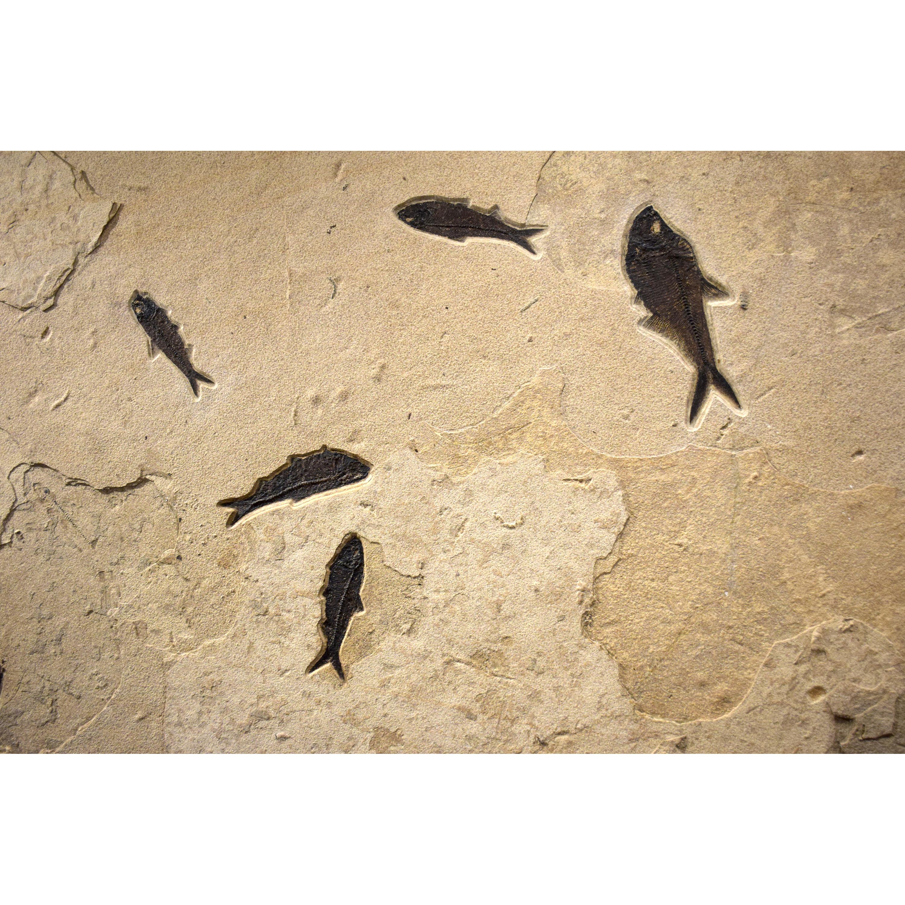Mural de peces fósiles de 50 millones de años de la Formación Green River, Wyoming Estadounidense en venta