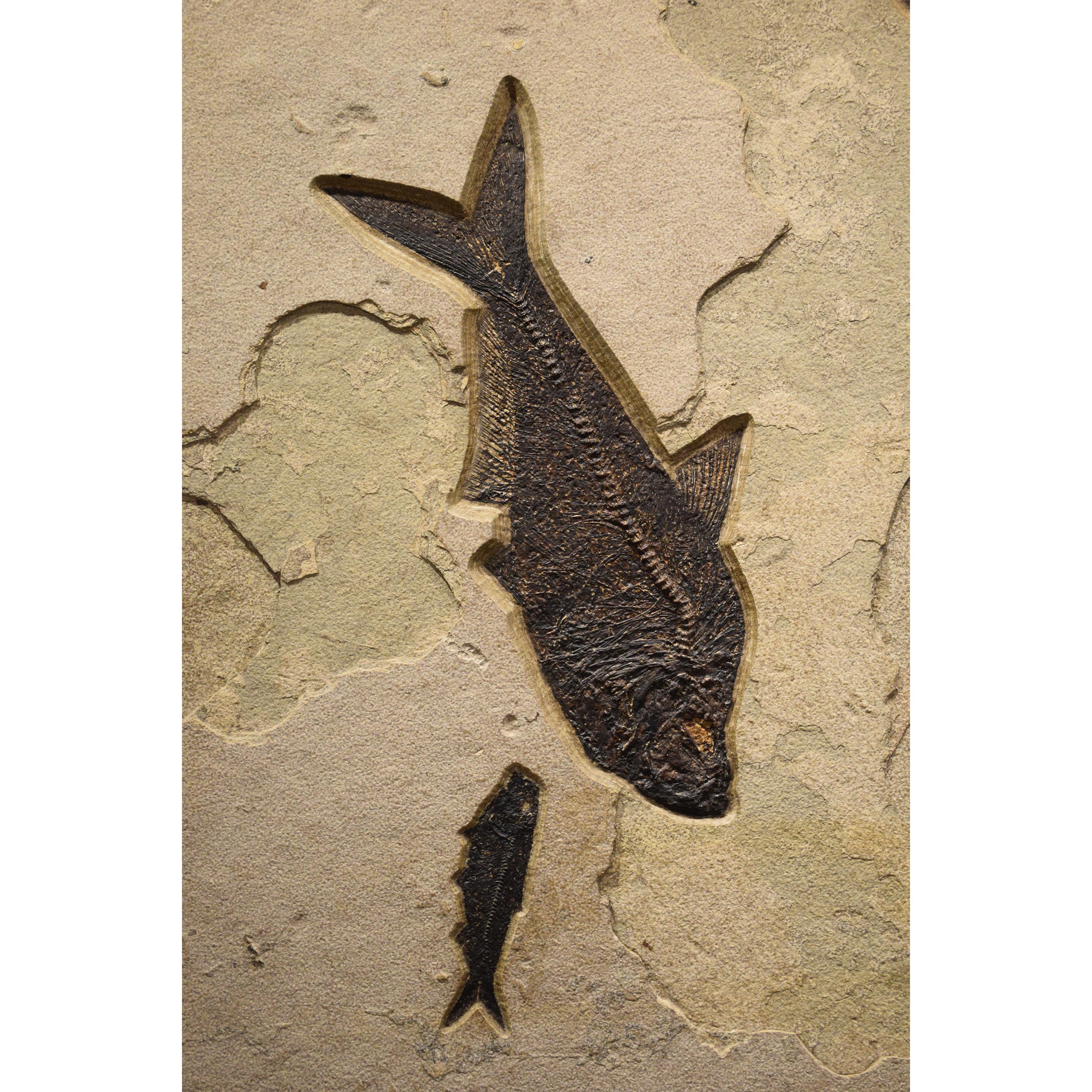 Americano Murale di pesce fossile di 50 milioni di anni fa dalla Formazione del Green River, Wyoming in vendita